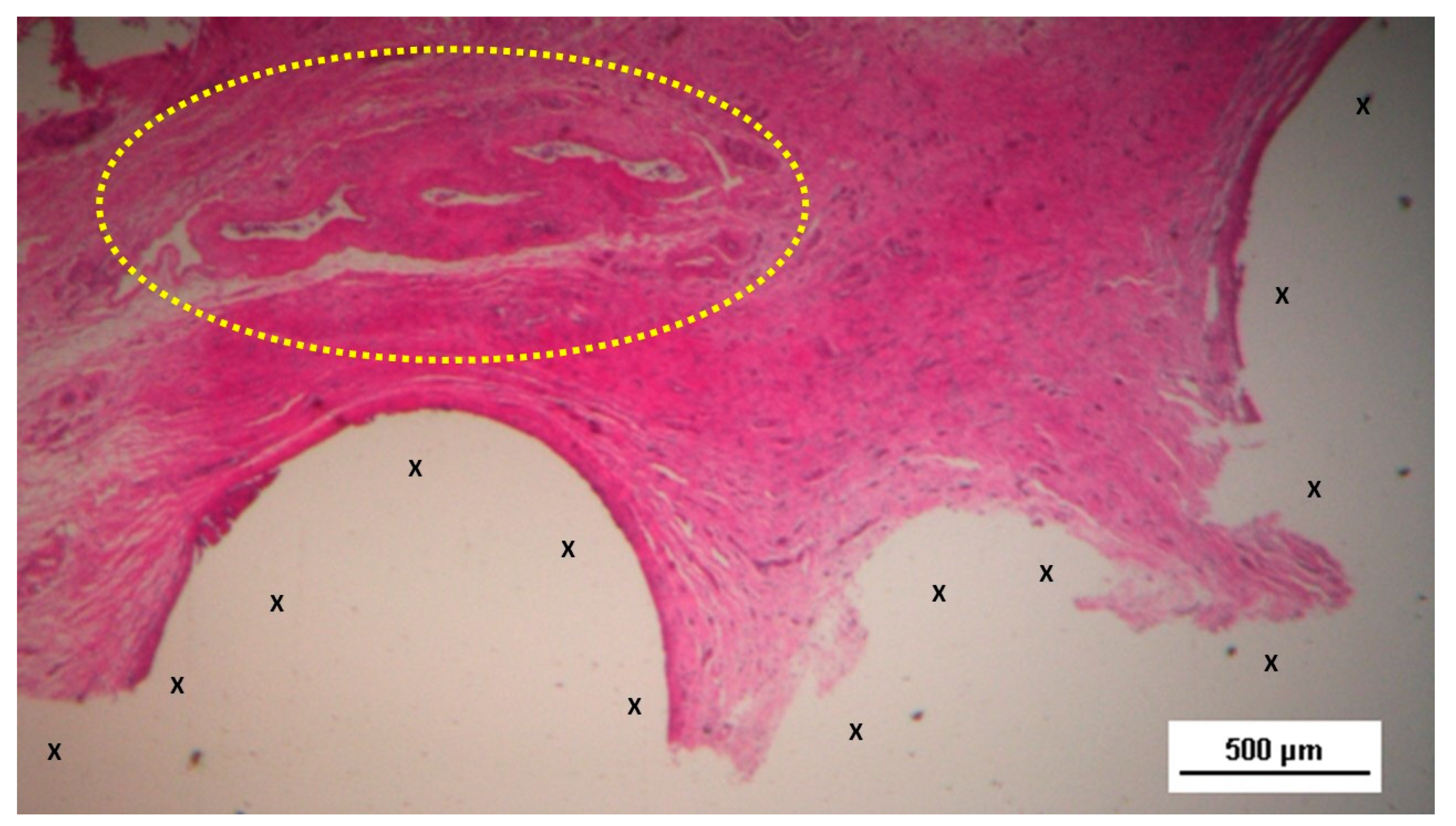 Preprints 144366 g005