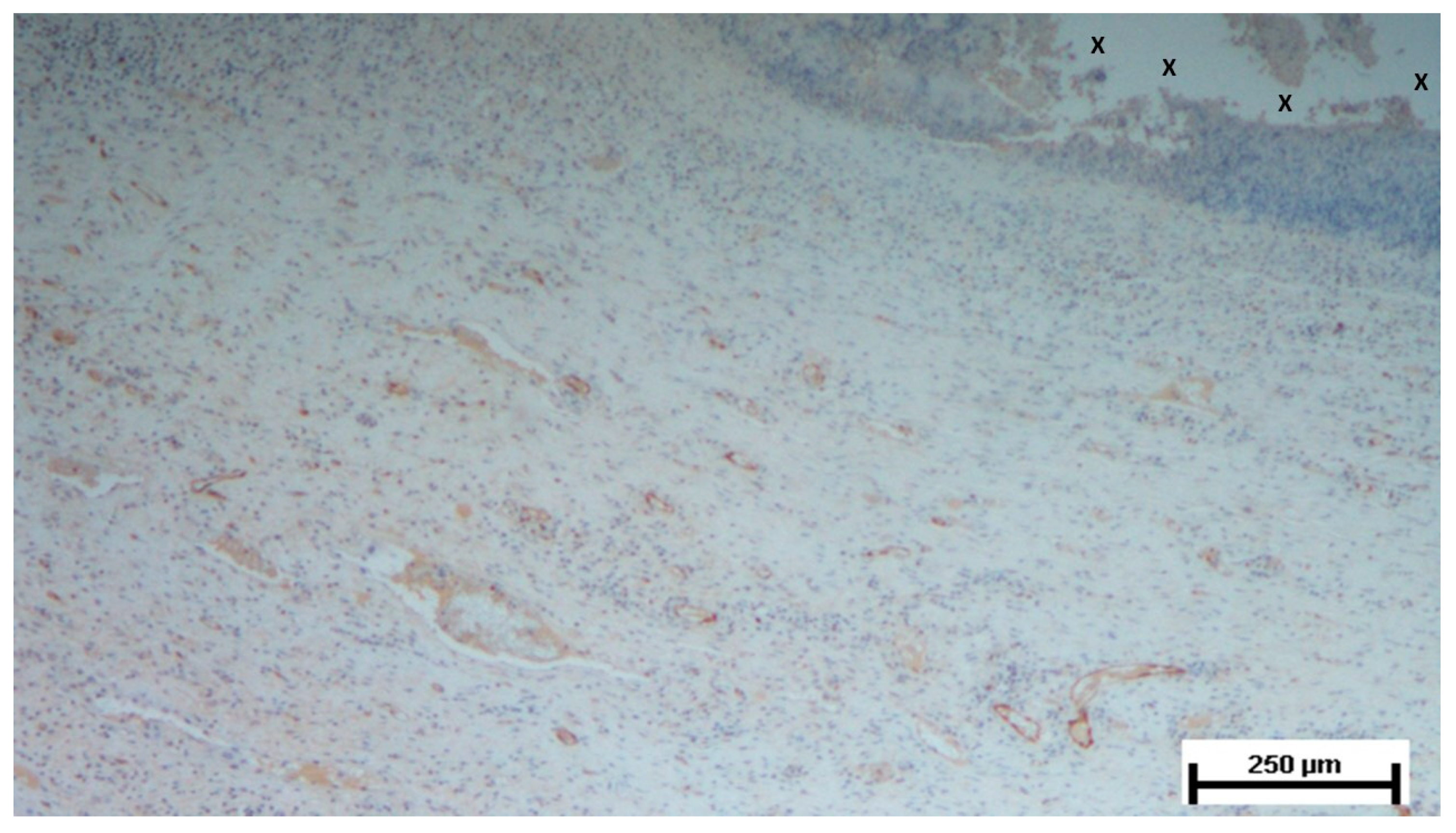 Preprints 144366 g006