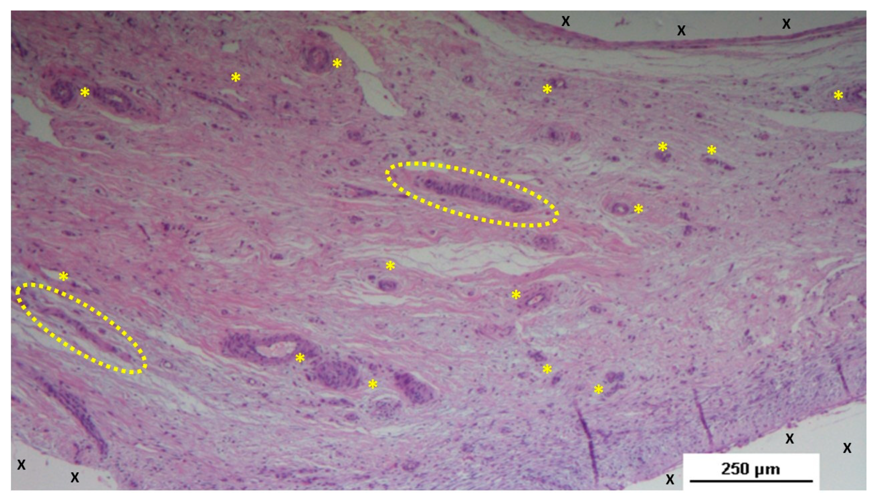 Preprints 144366 g007