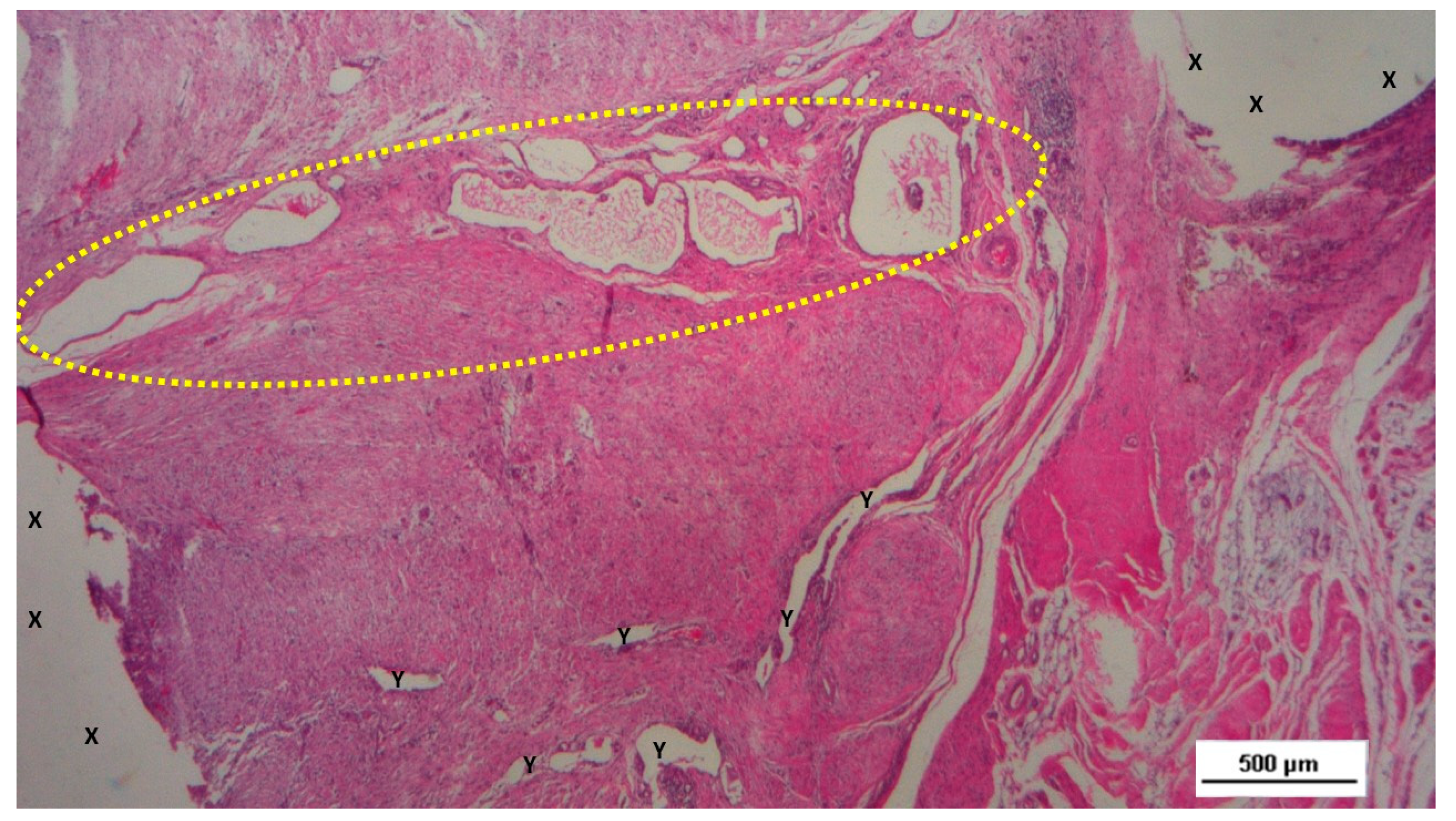 Preprints 144366 g008