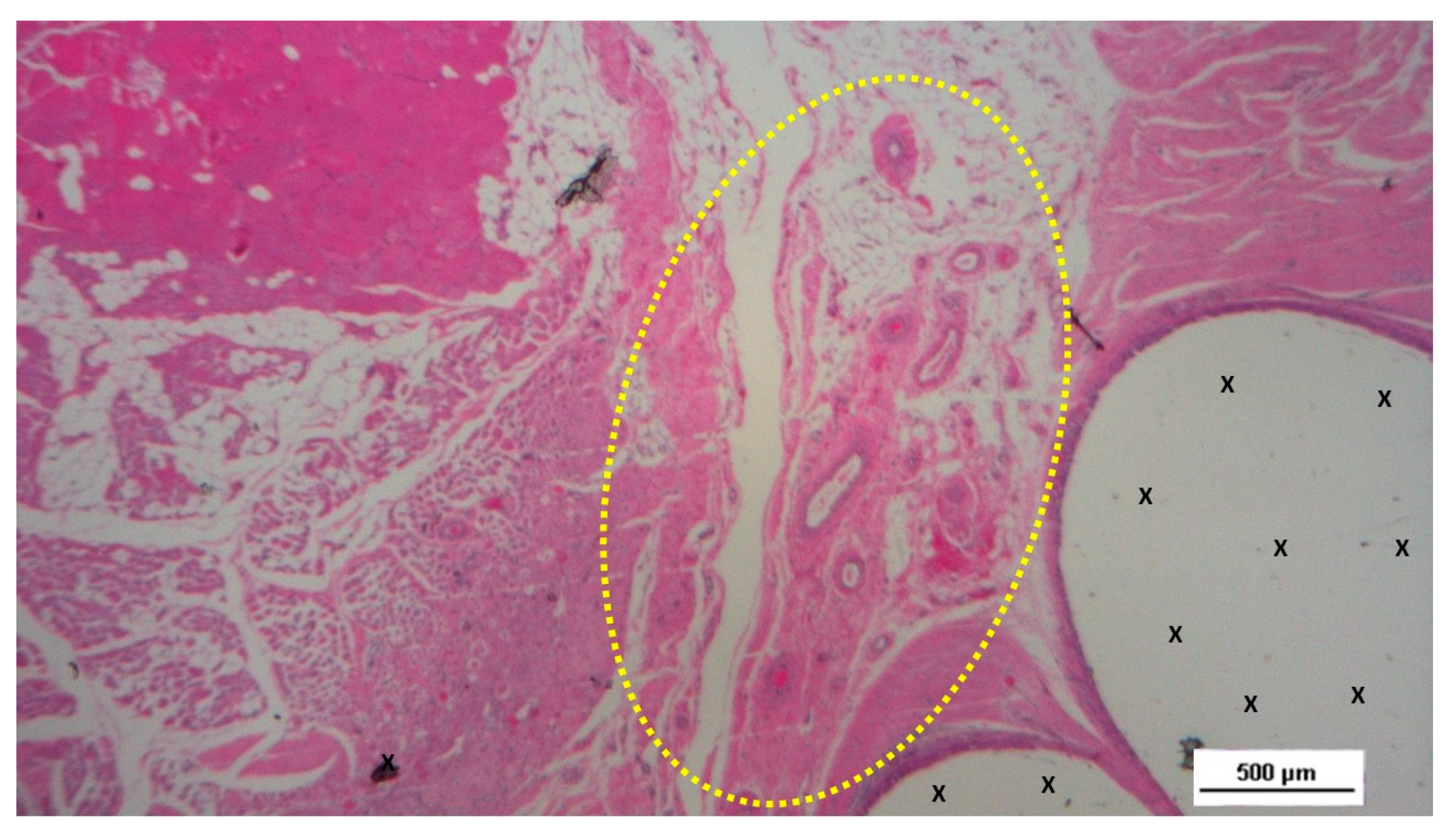 Preprints 144366 g009