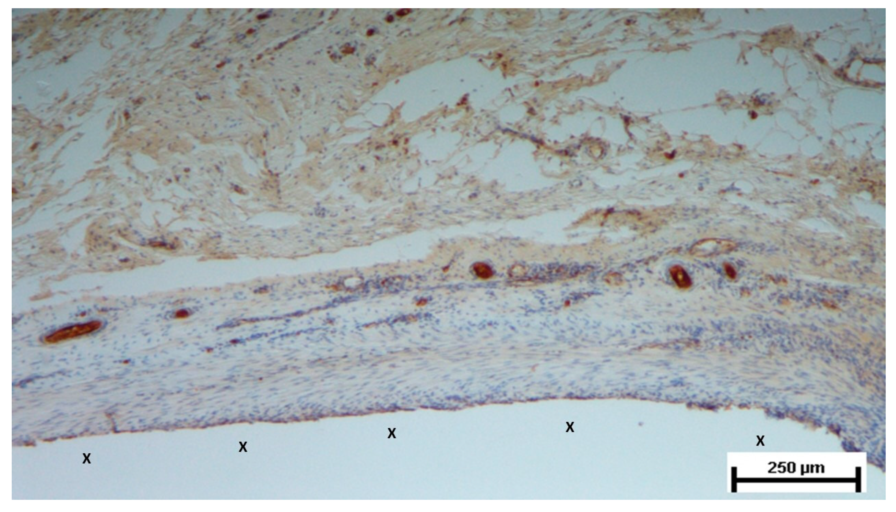 Preprints 144366 g010