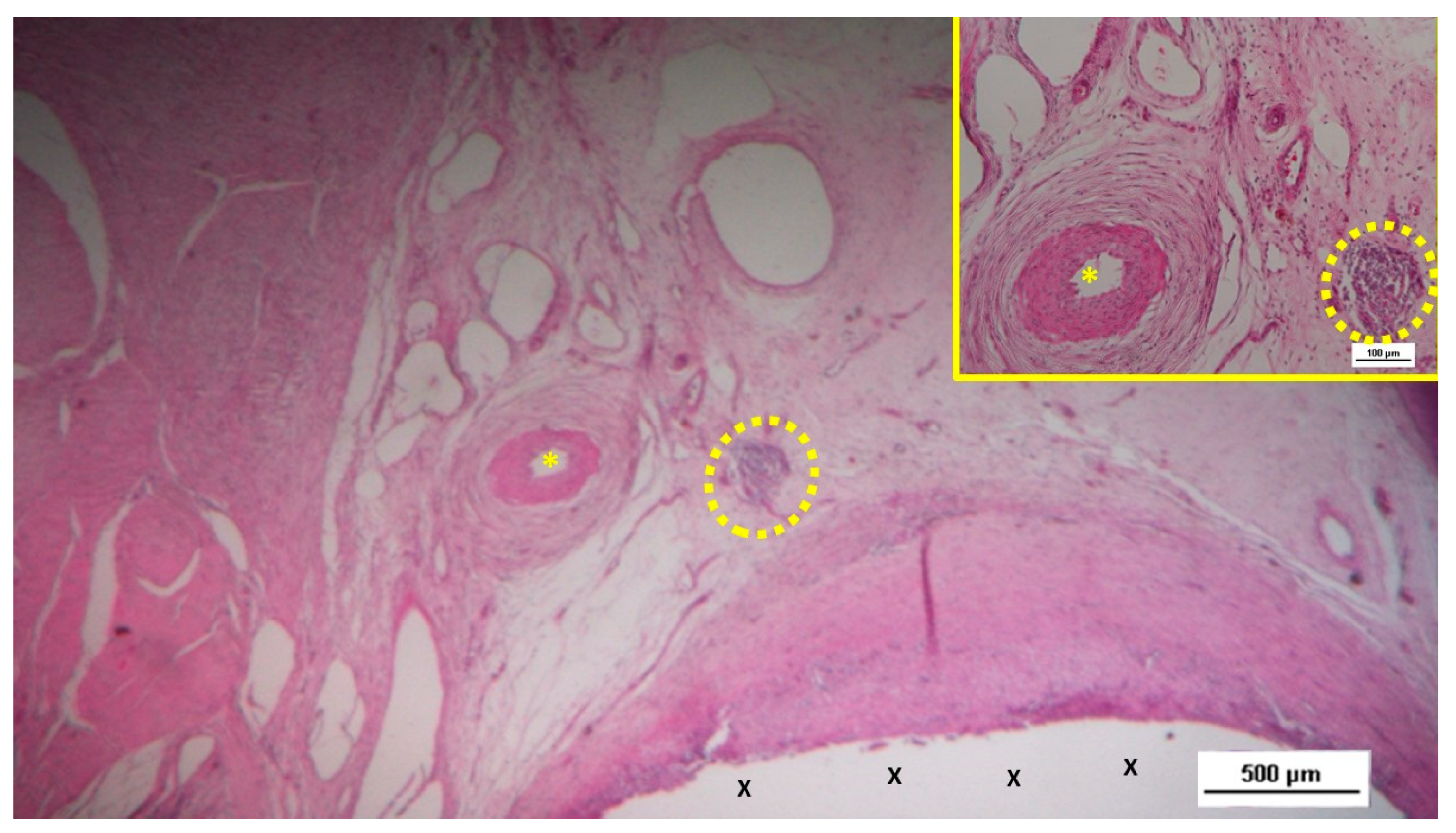 Preprints 144366 g011