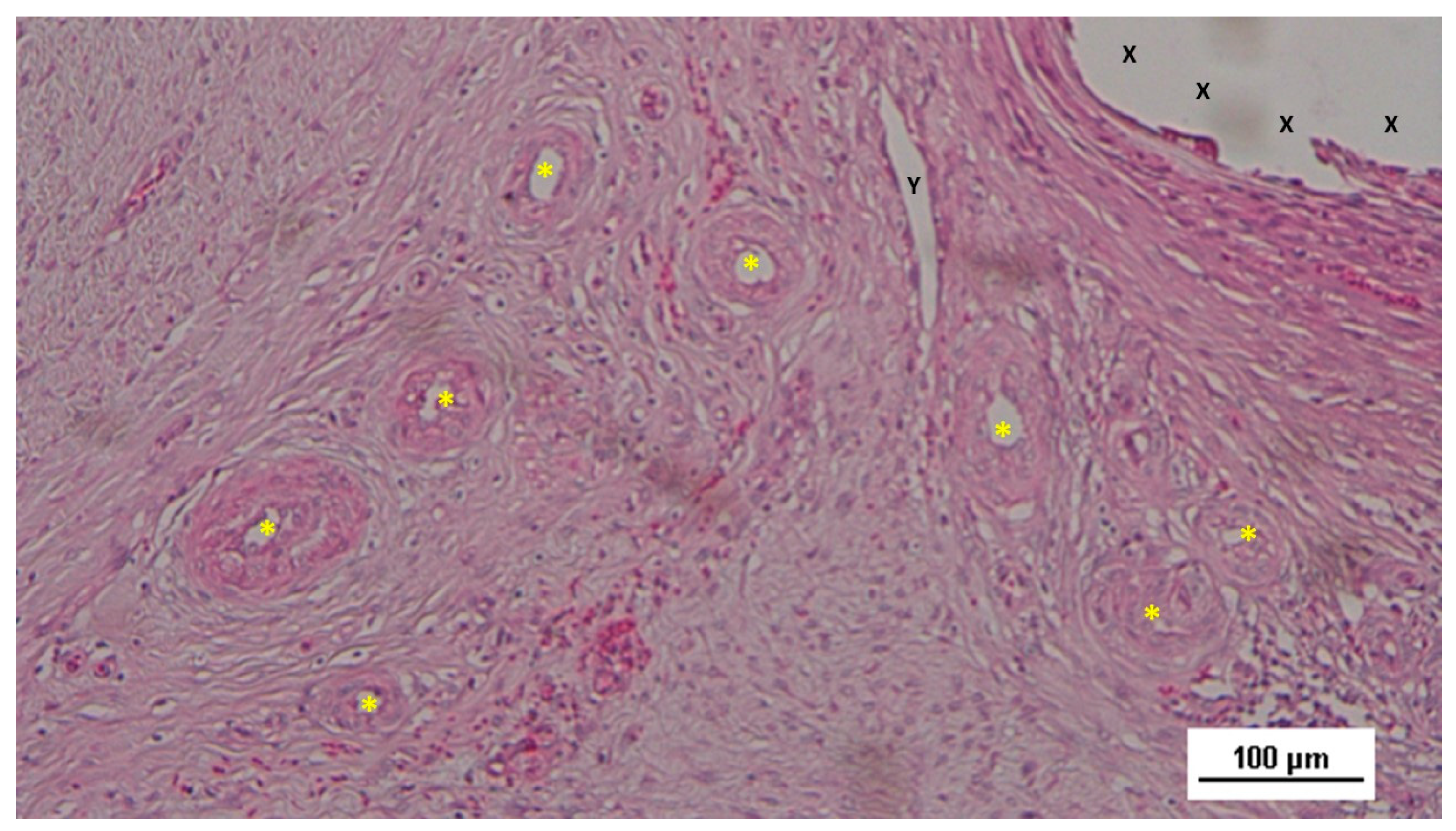 Preprints 144366 g012