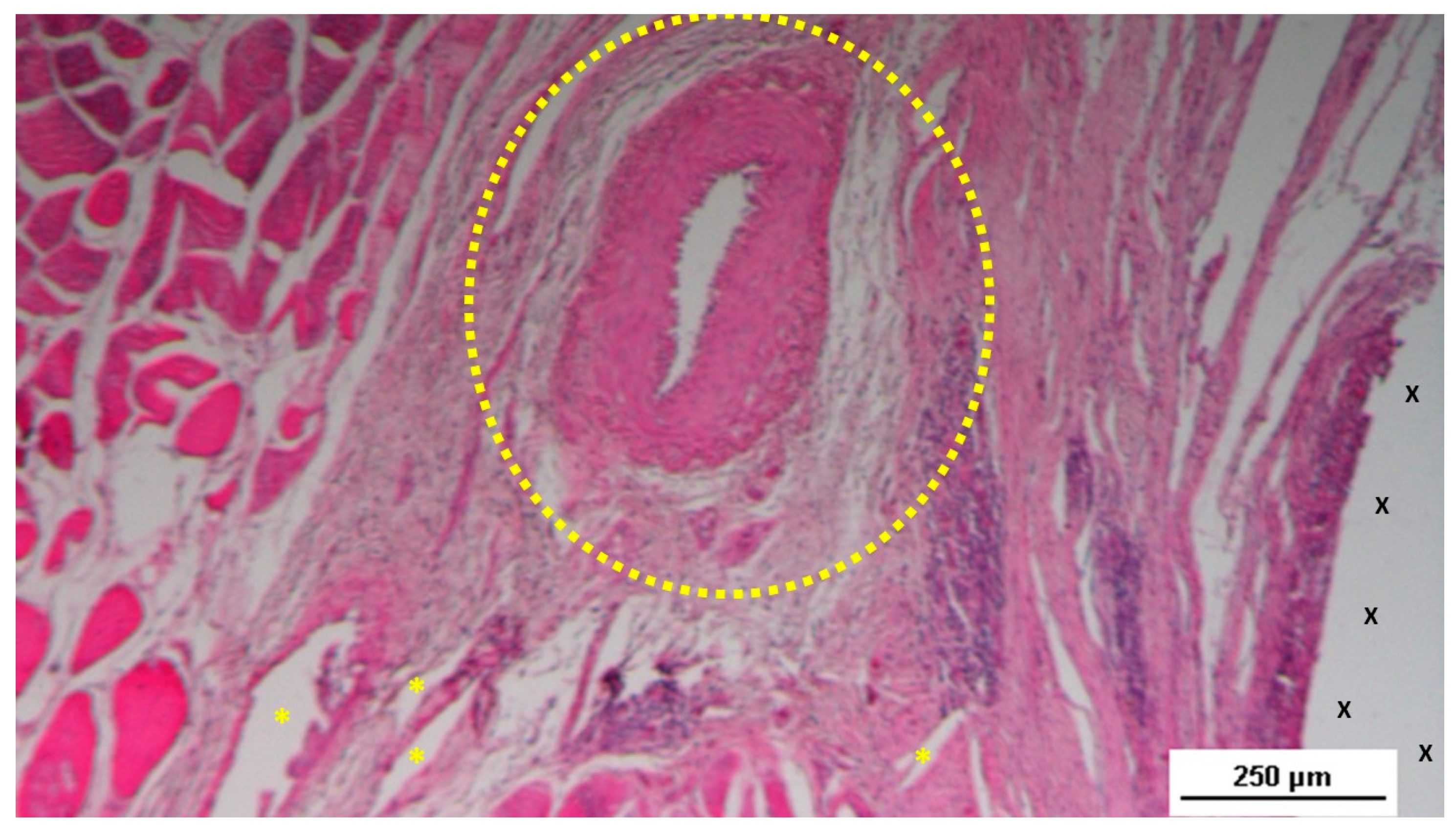 Preprints 144366 g013