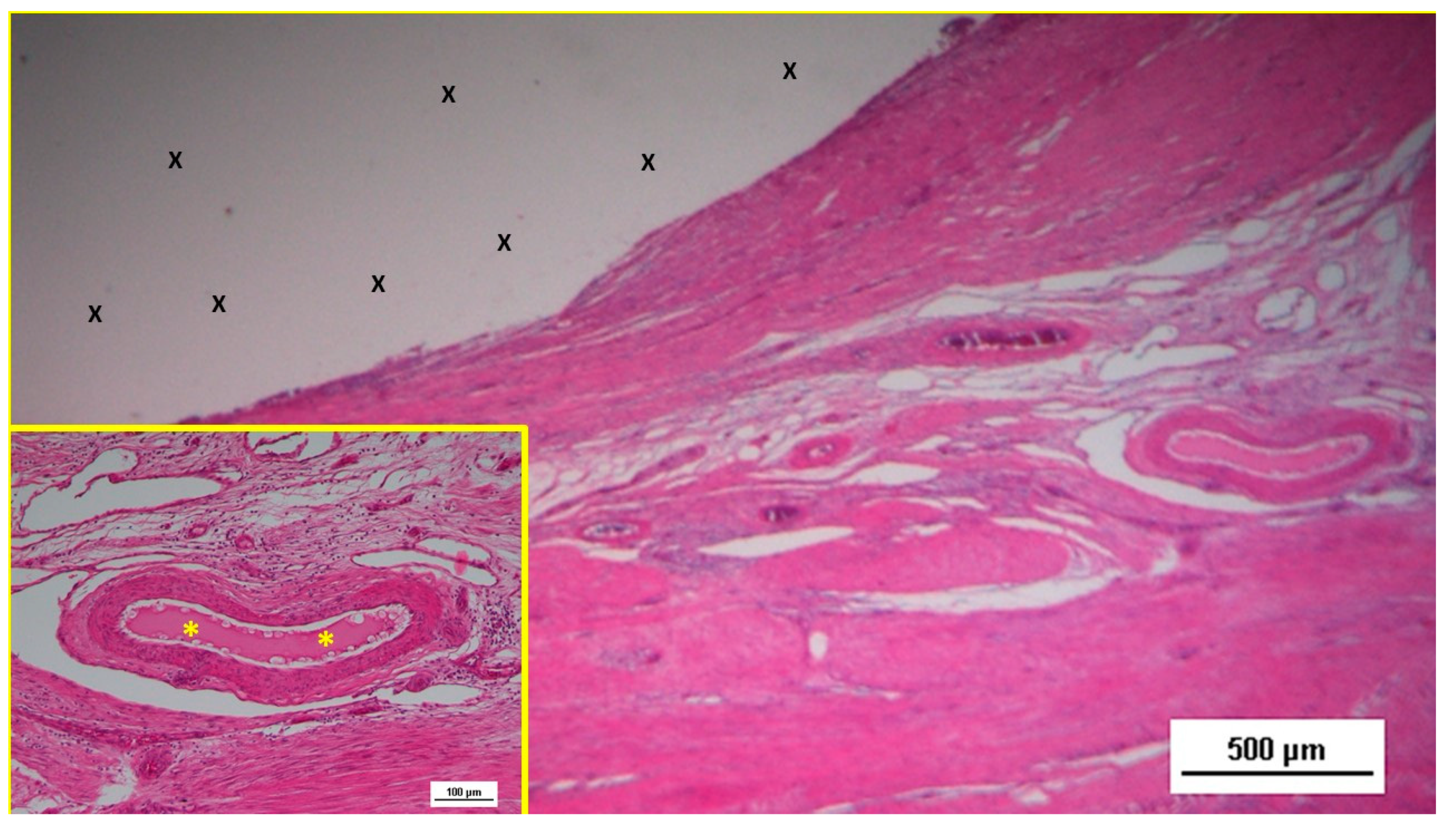 Preprints 144366 g014