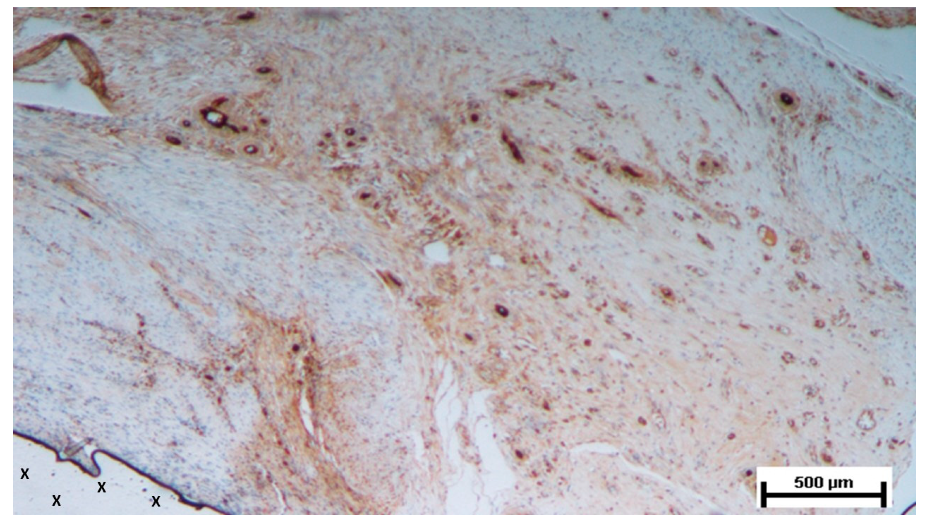 Preprints 144366 g015