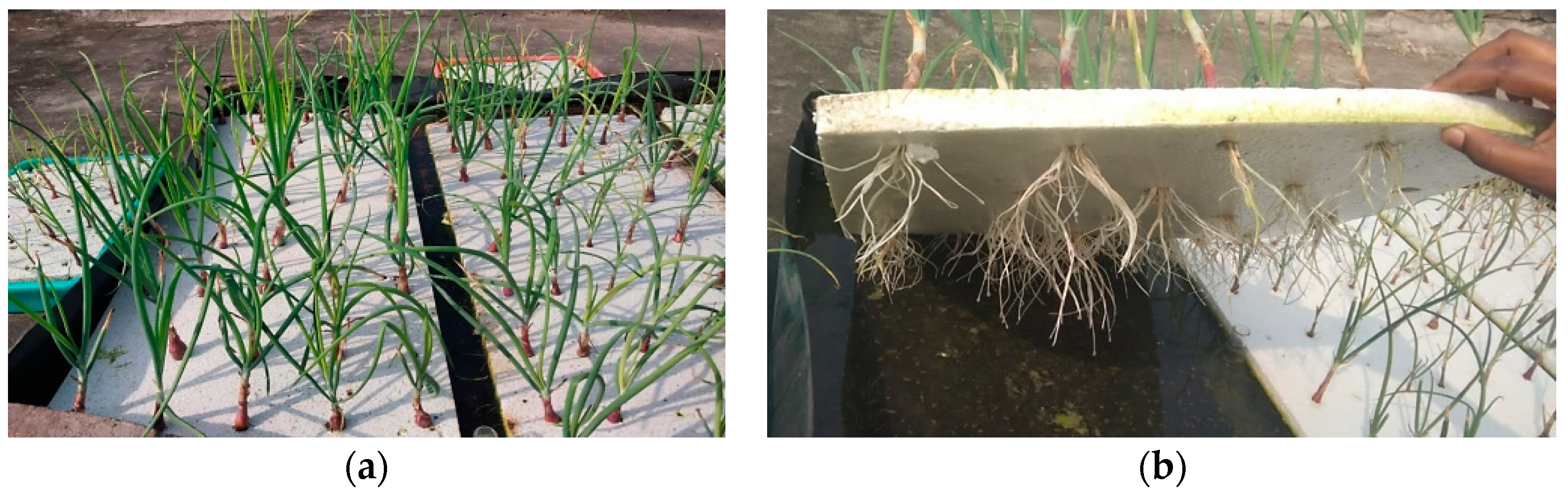 Preprints 141321 g001