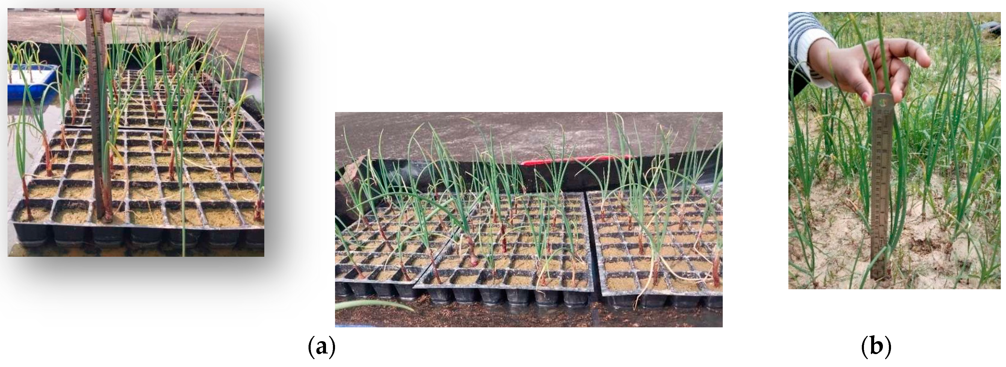 Preprints 141321 g002