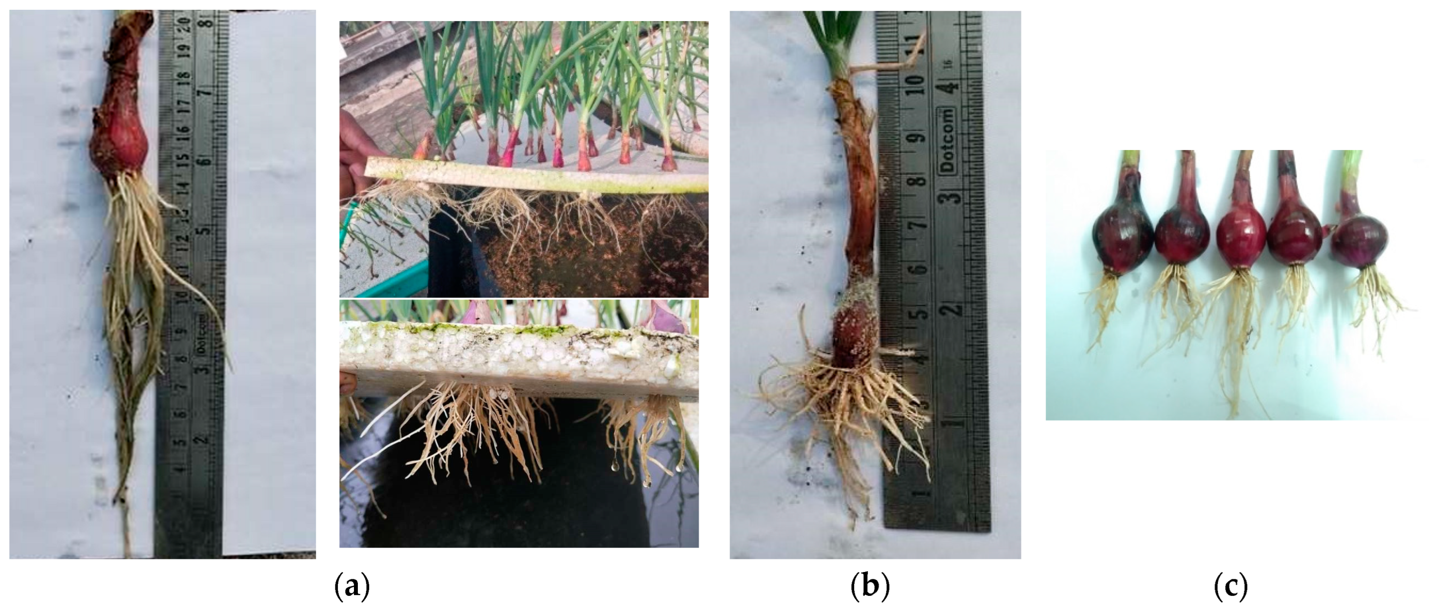 Preprints 141321 g003