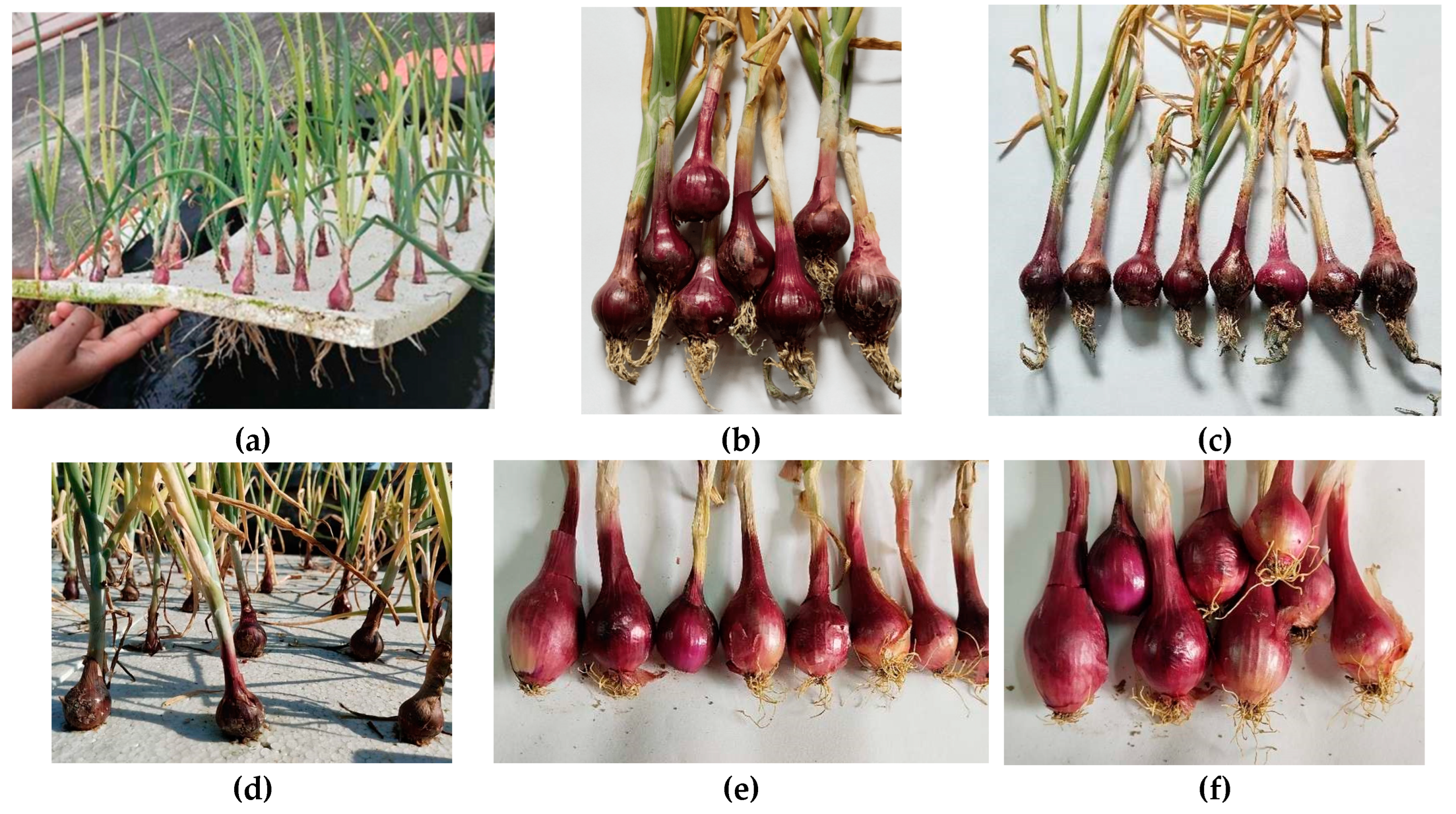 Preprints 141321 g004