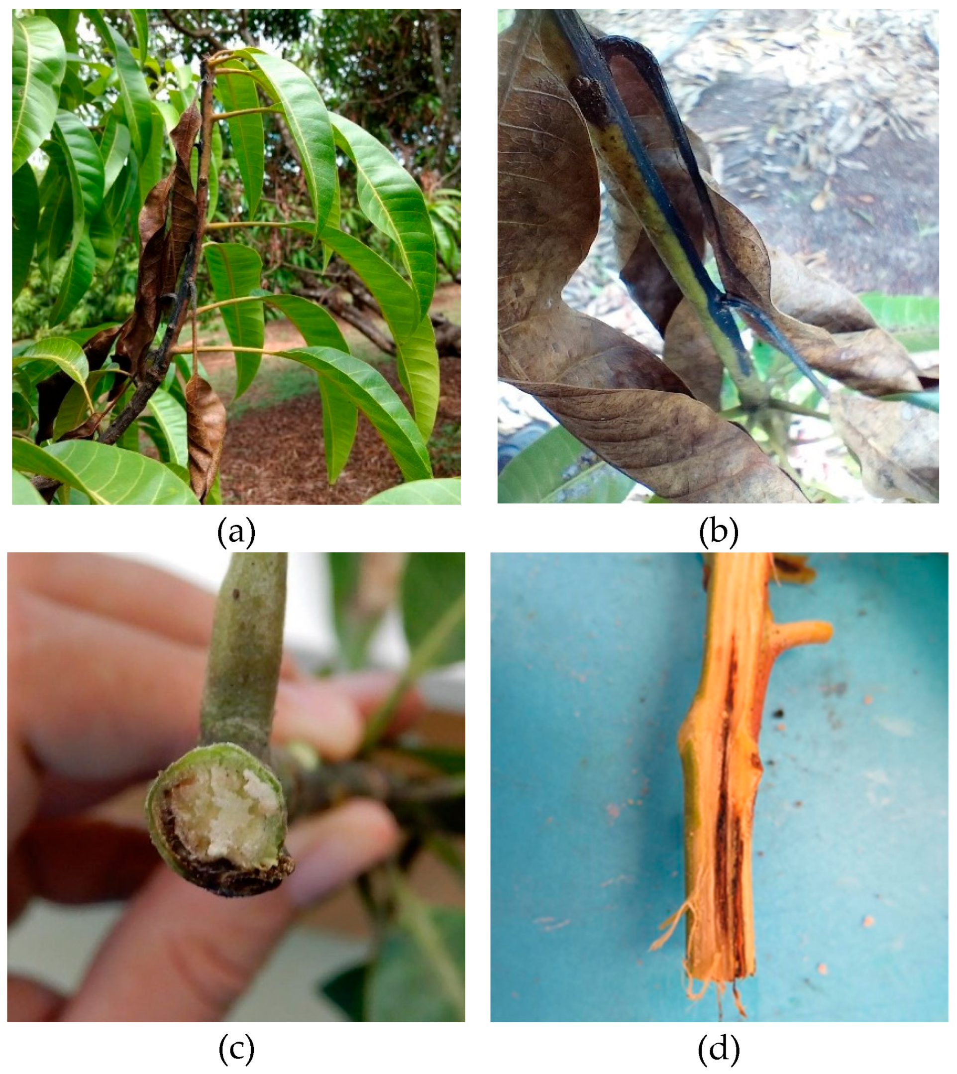 Preprints 110154 g001