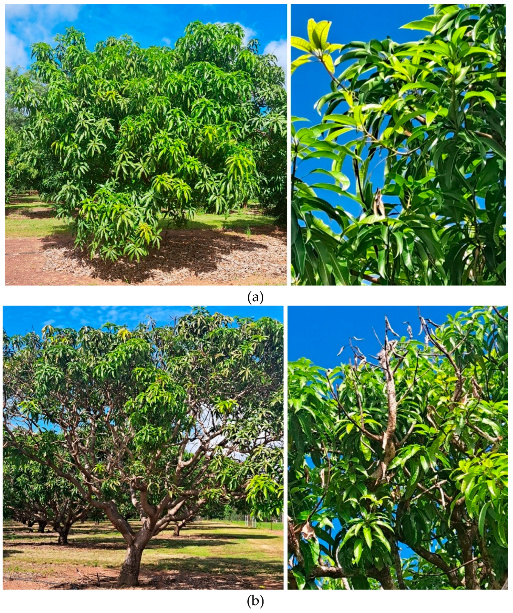 Preprints 110154 g002