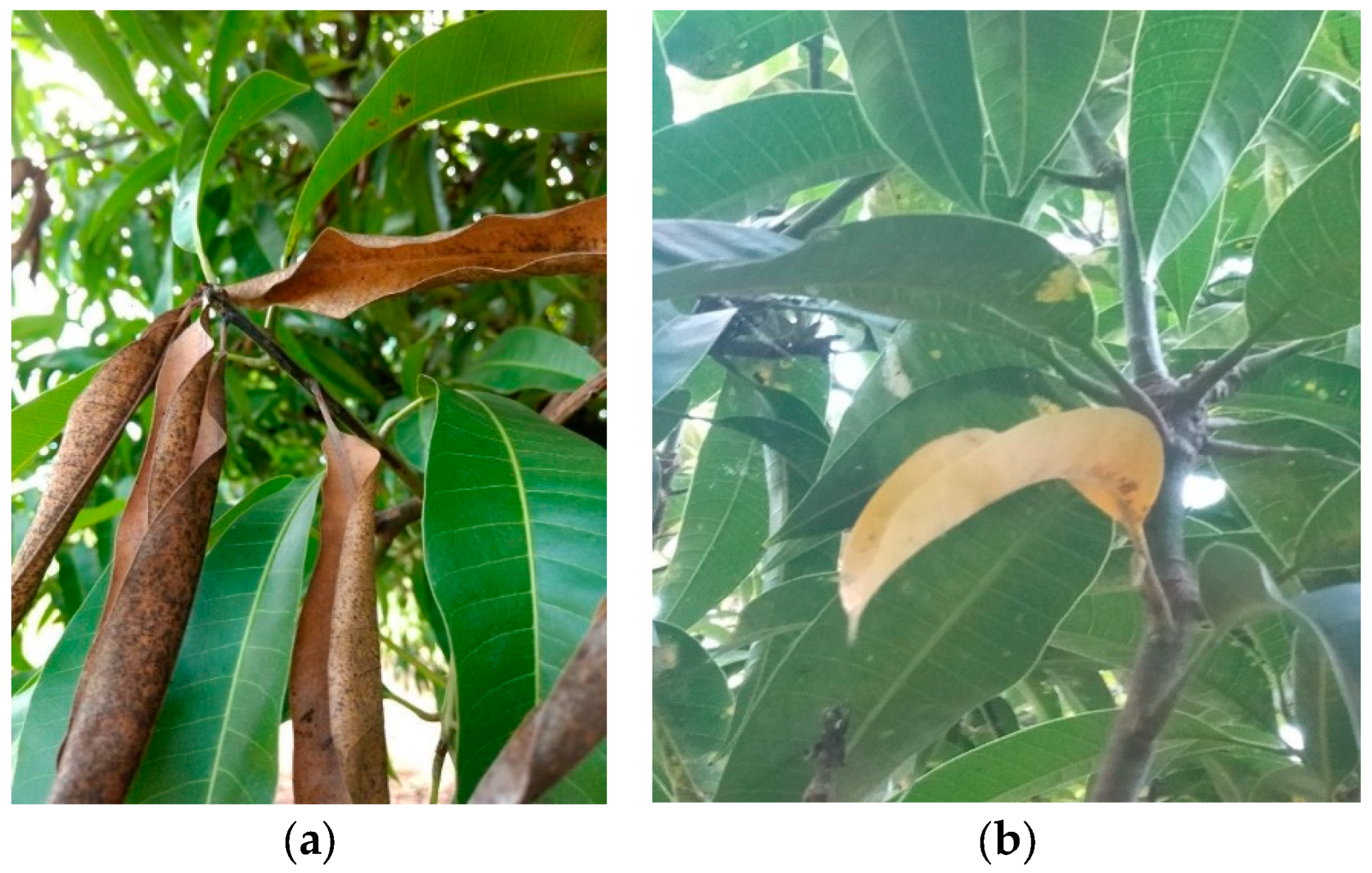 Preprints 110154 g003