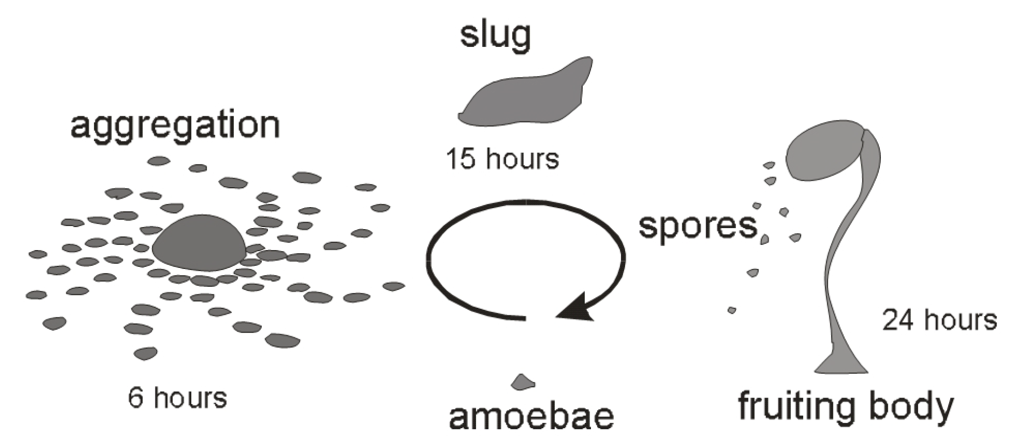 Preprints 147648 g001