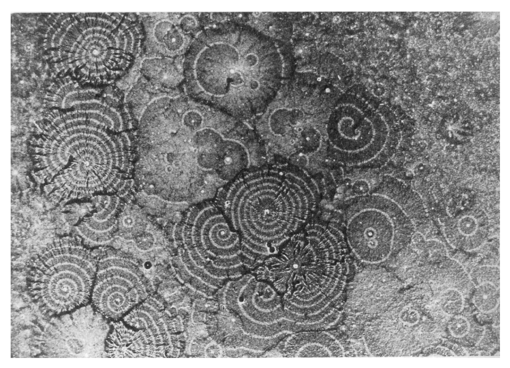 Preprints 147648 g002