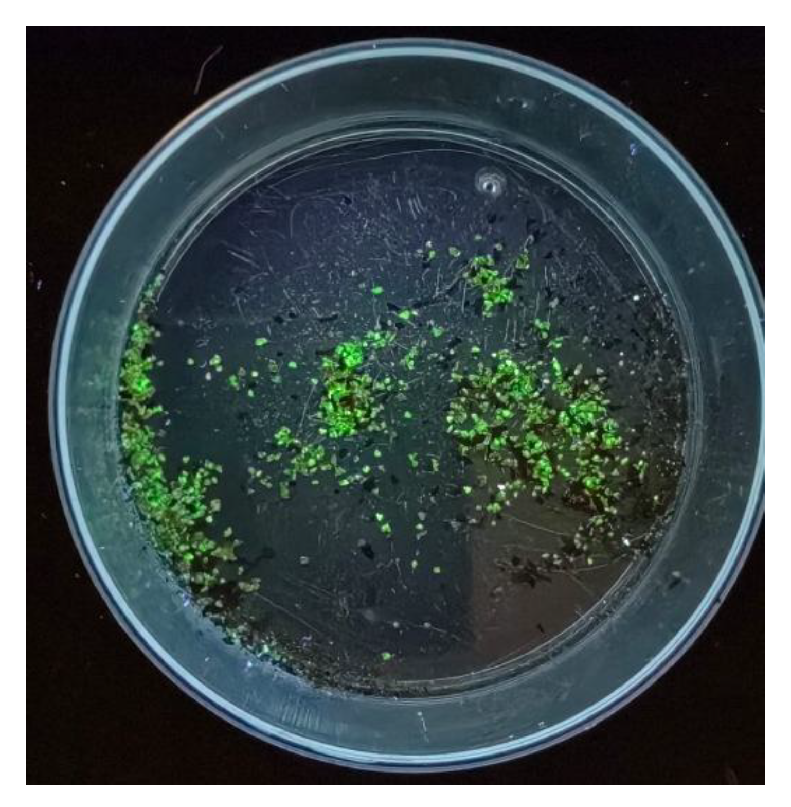 Preprints 150224 g004