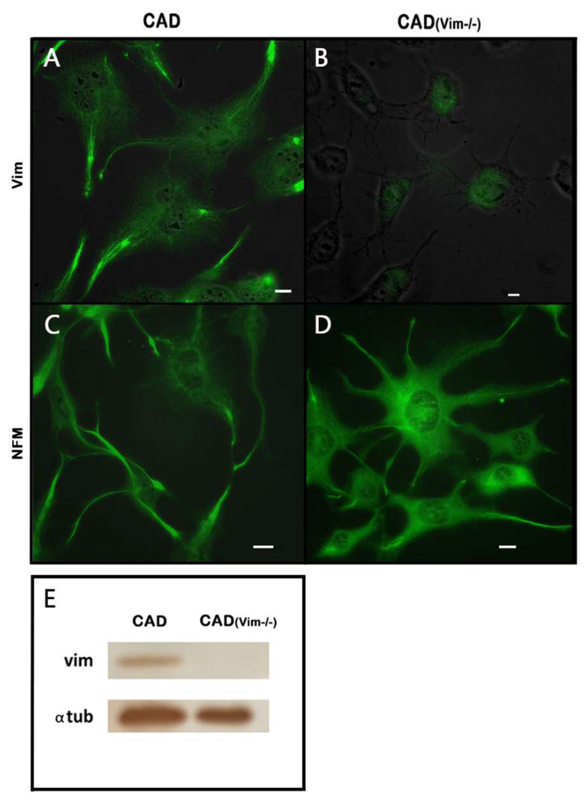 Preprints 139210 g001