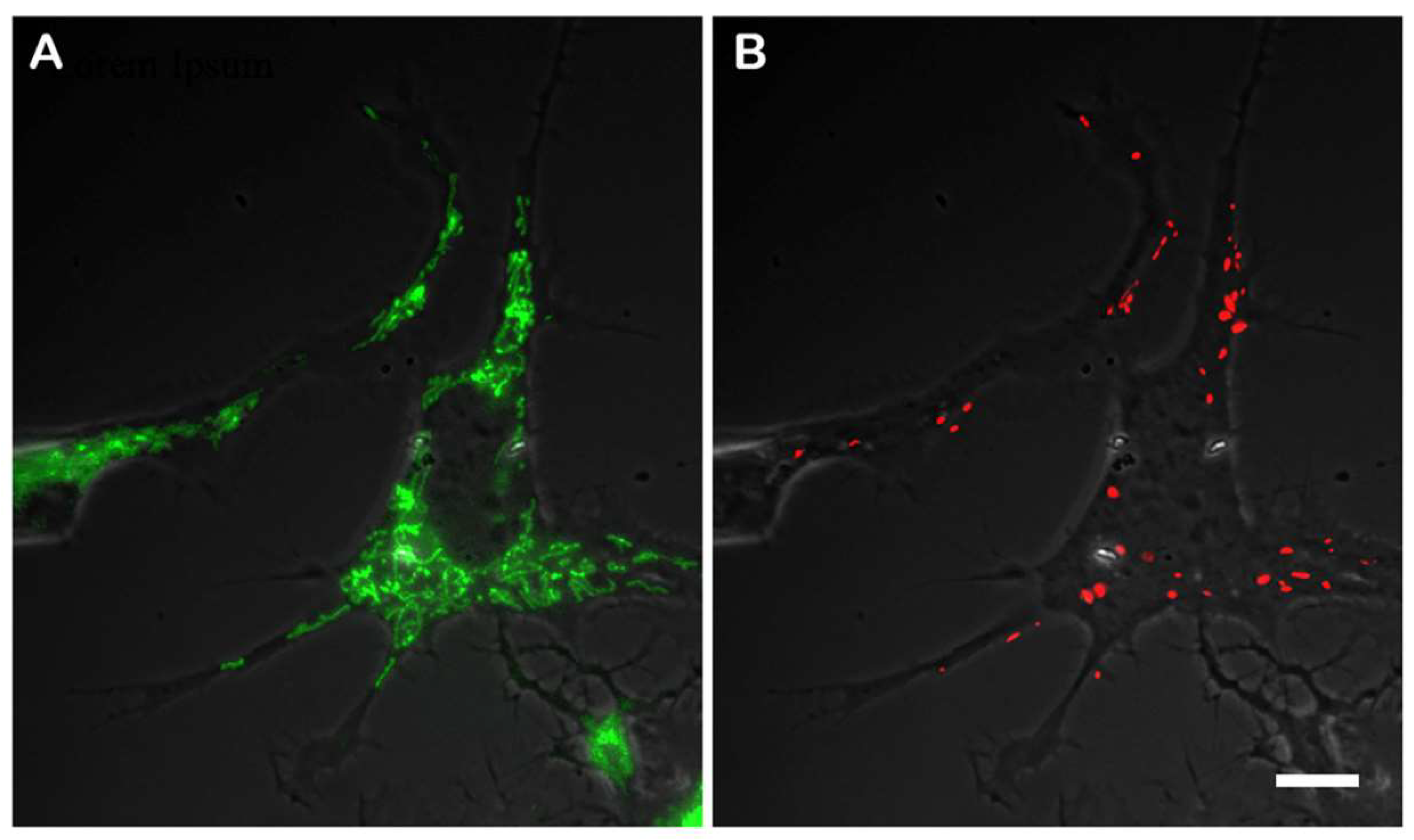 Preprints 139210 g002