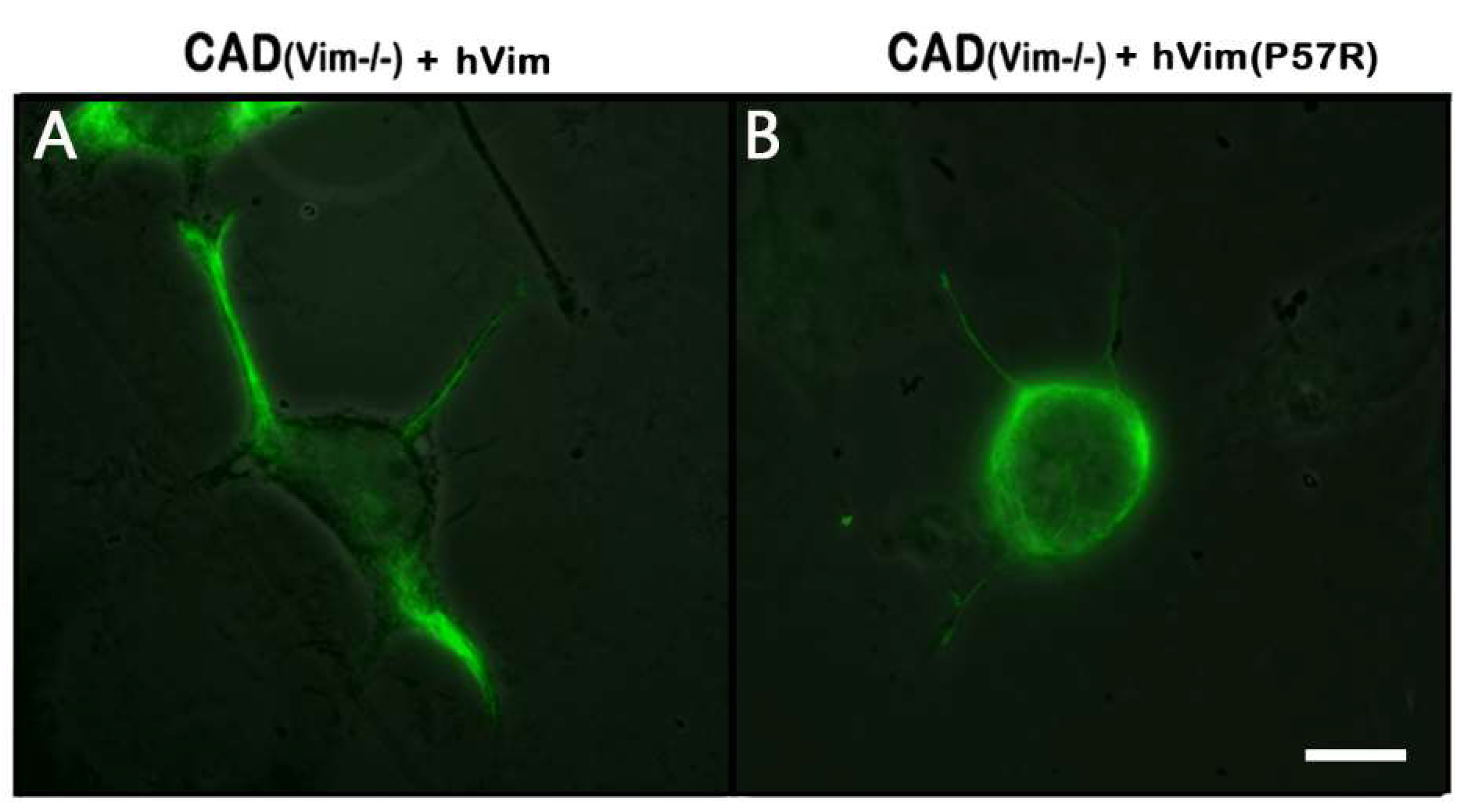 Preprints 139210 g004