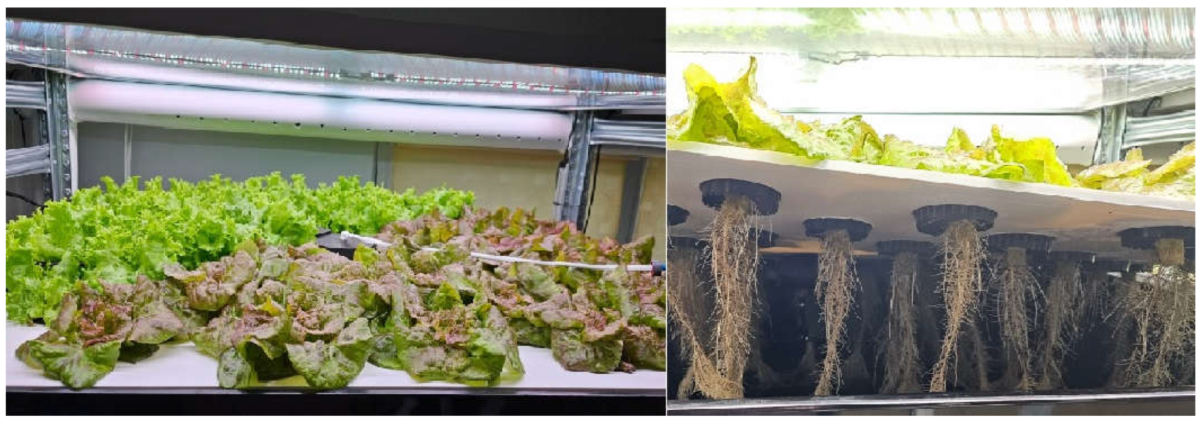 Preprints 158501 g001