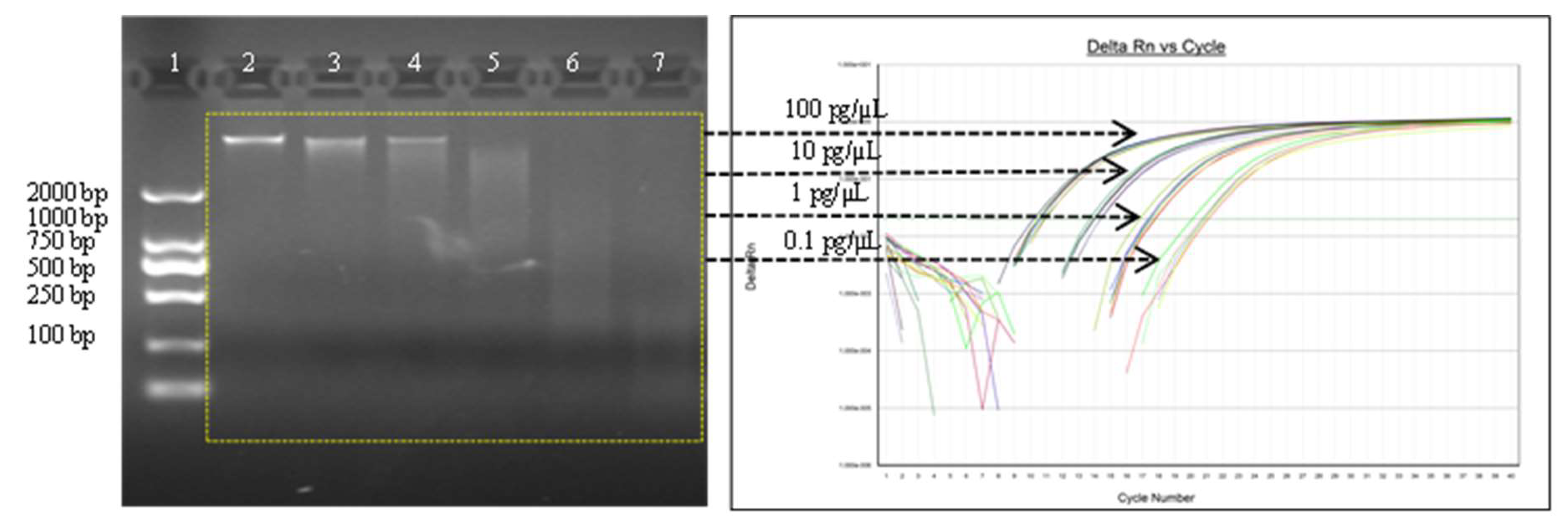 Preprints 146135 g002