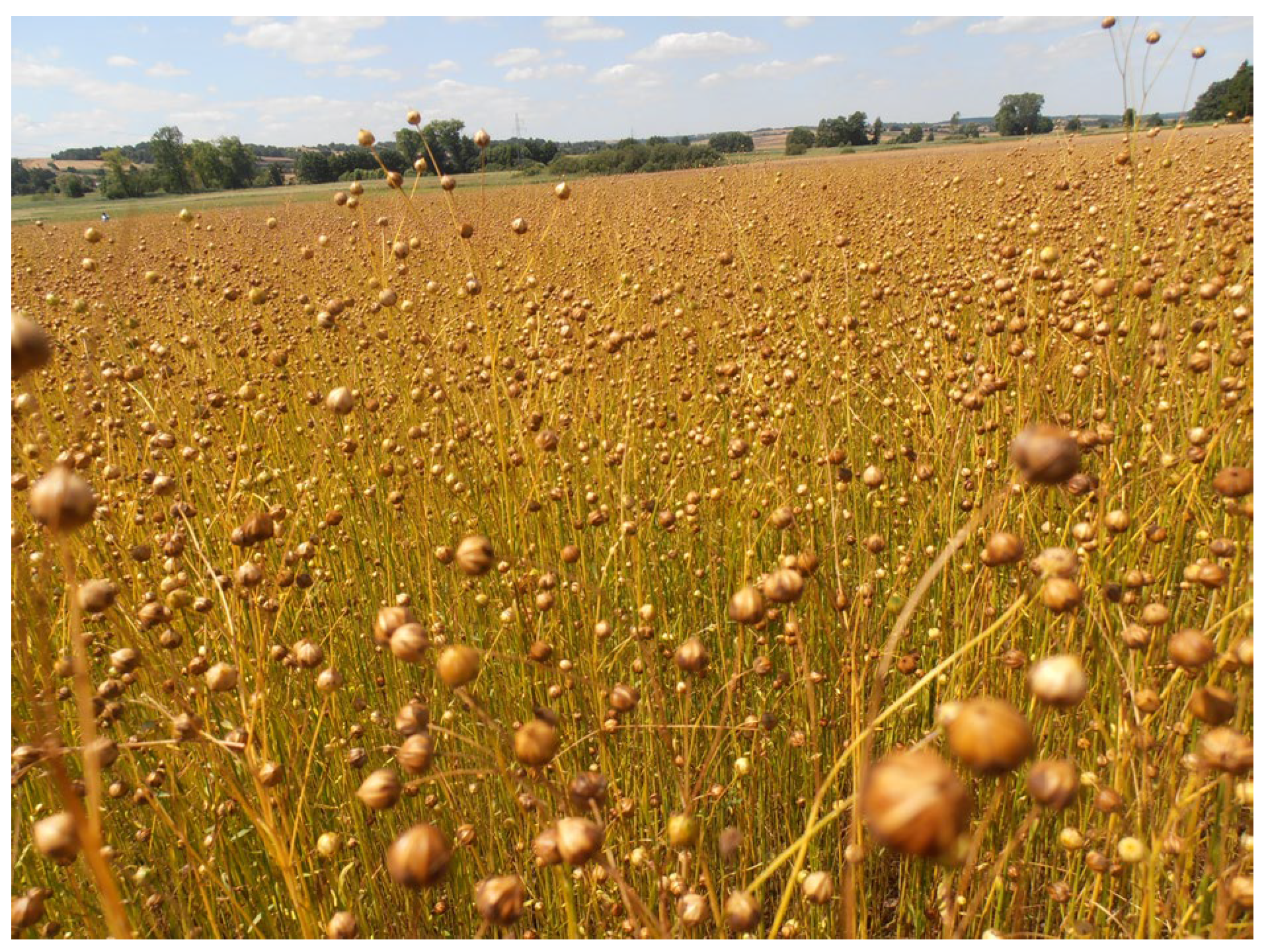 Preprints 153381 g001