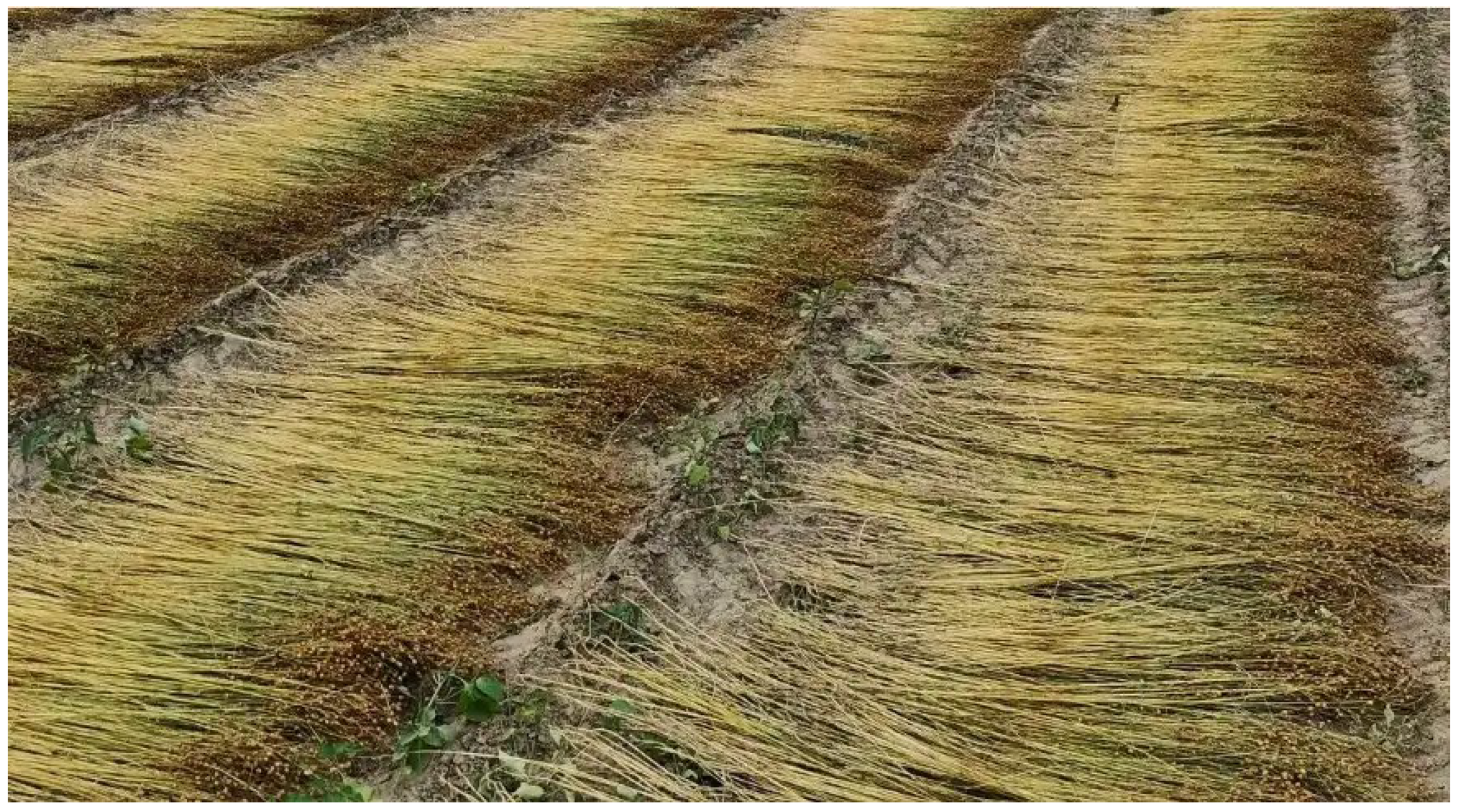 Preprints 153381 g005