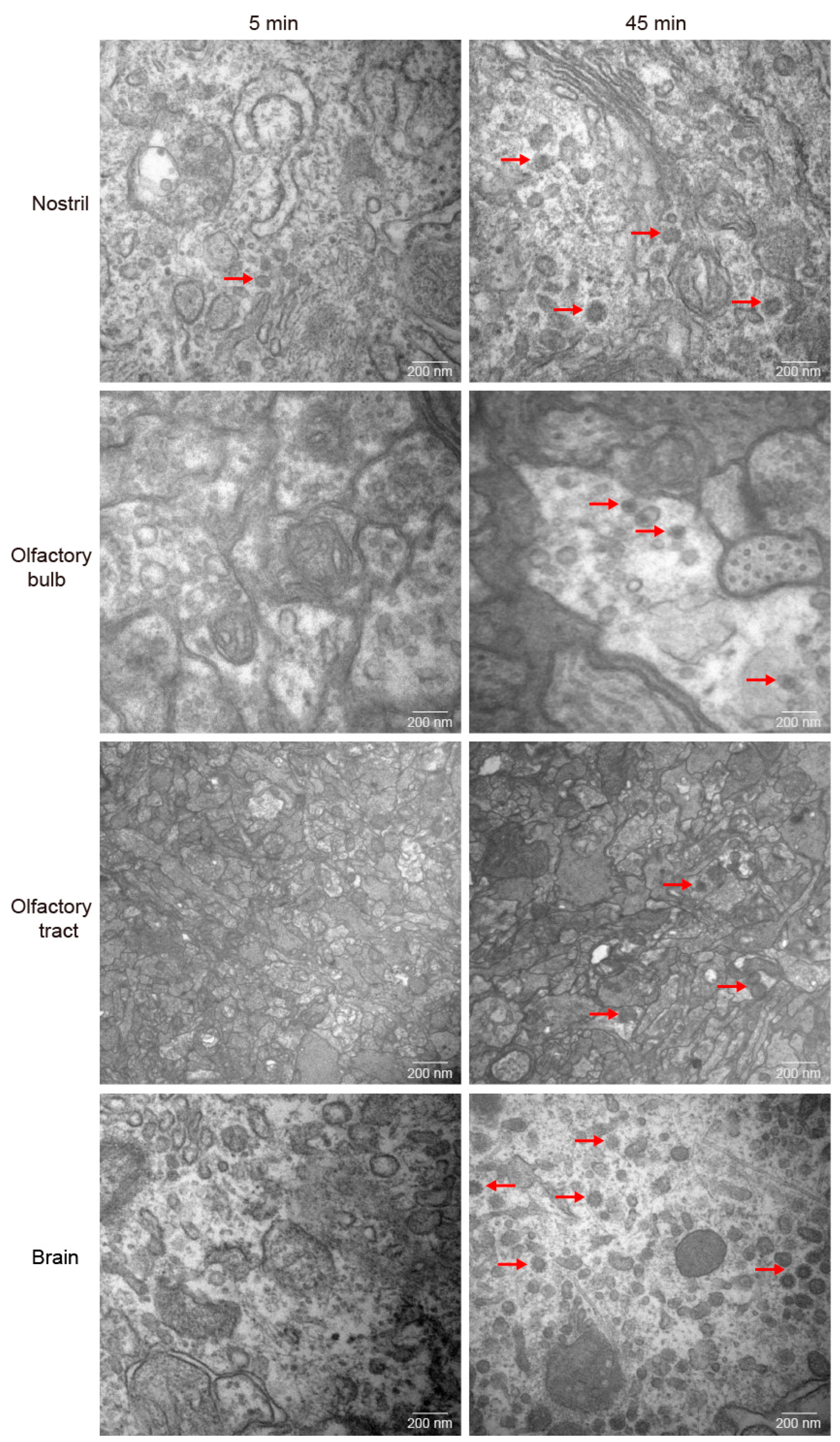 Preprints 78017 g004