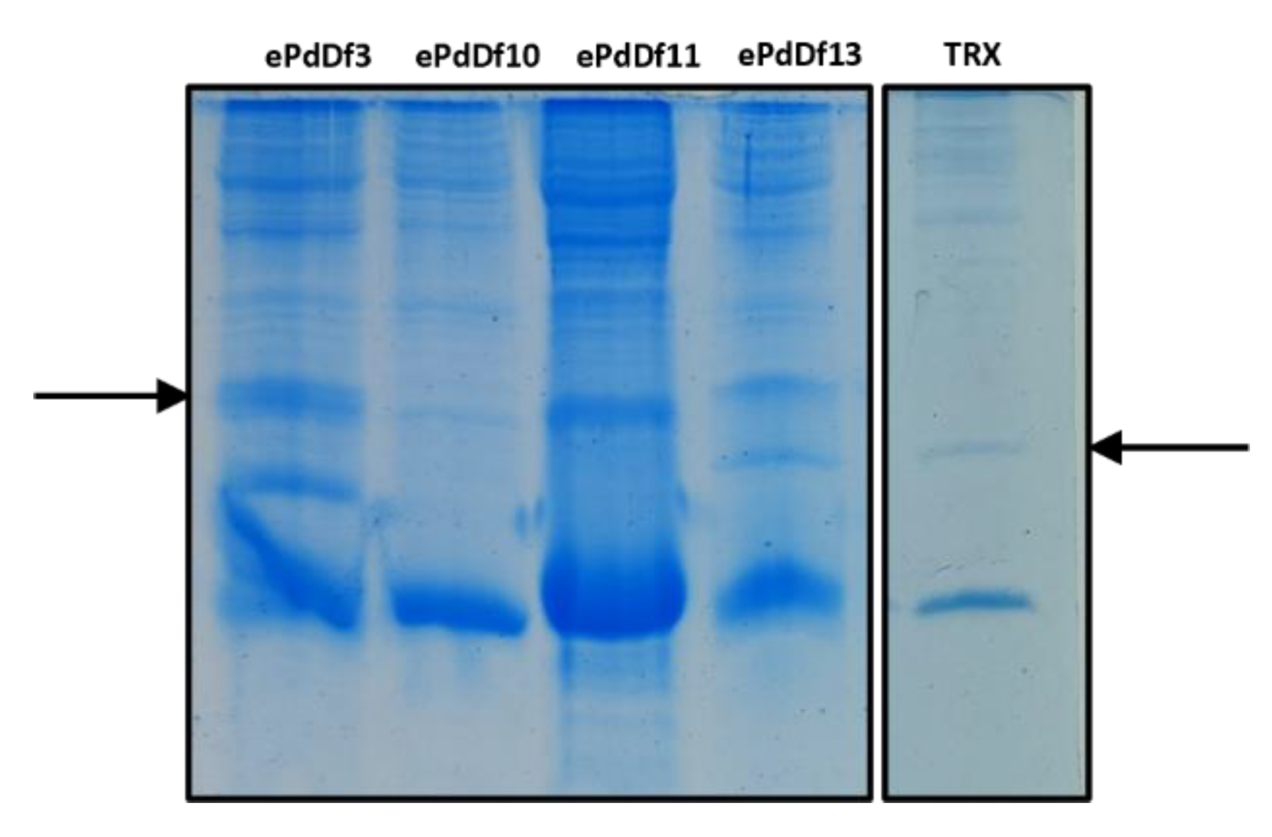 Preprints 204945 g0a1 Preprints 204945 g0a1