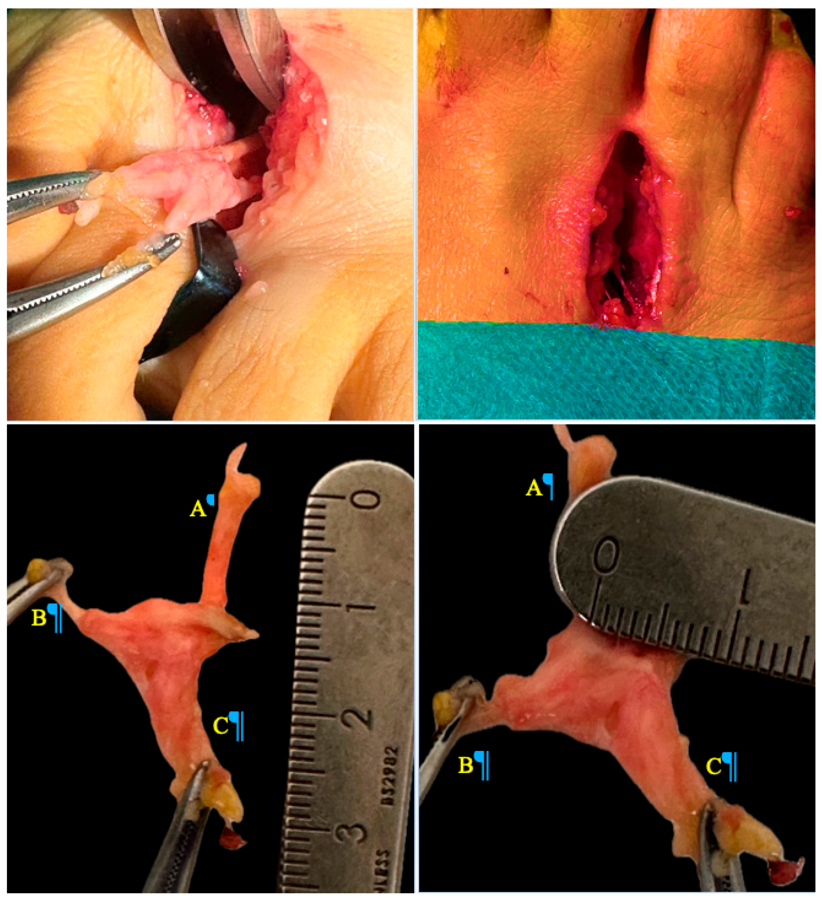 Preprints 161383 g002