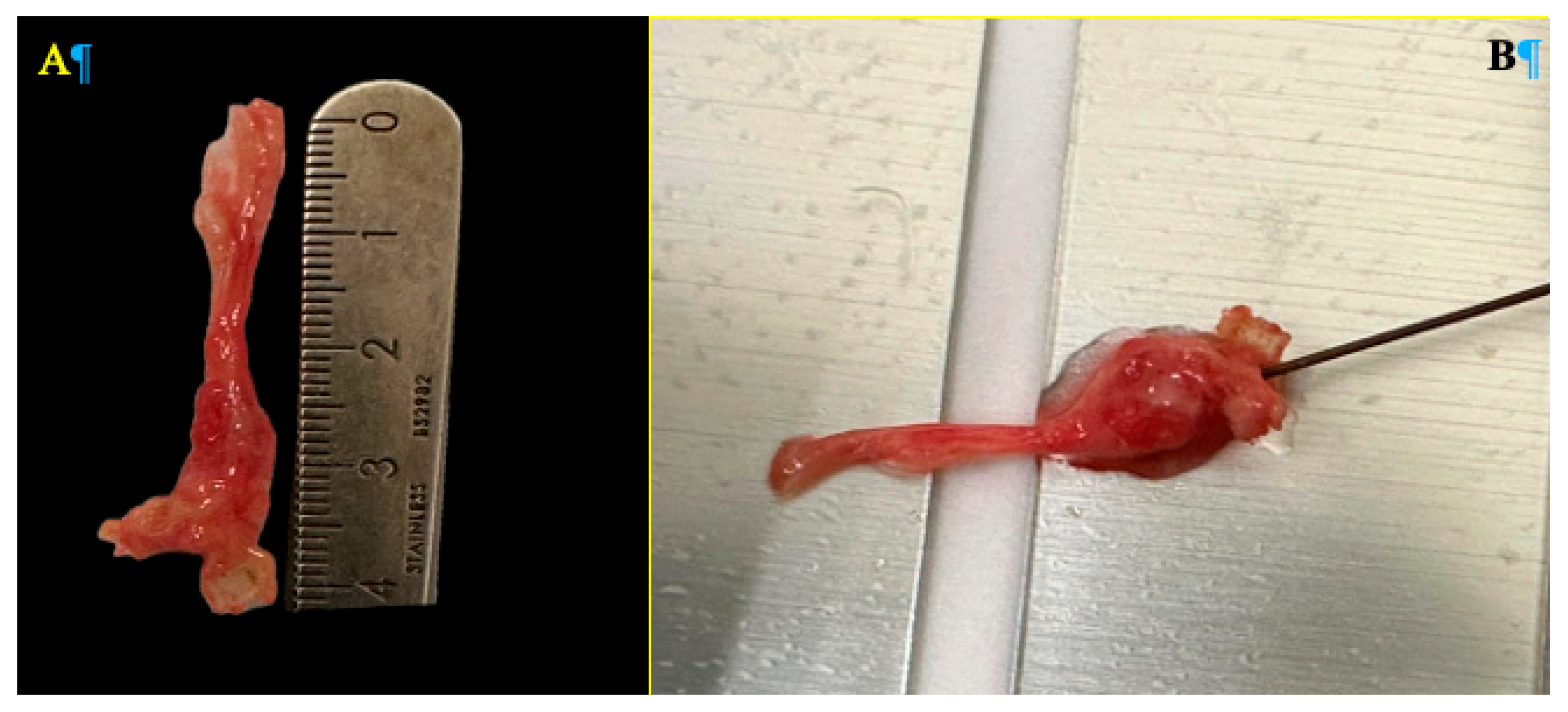 Preprints 161383 g003