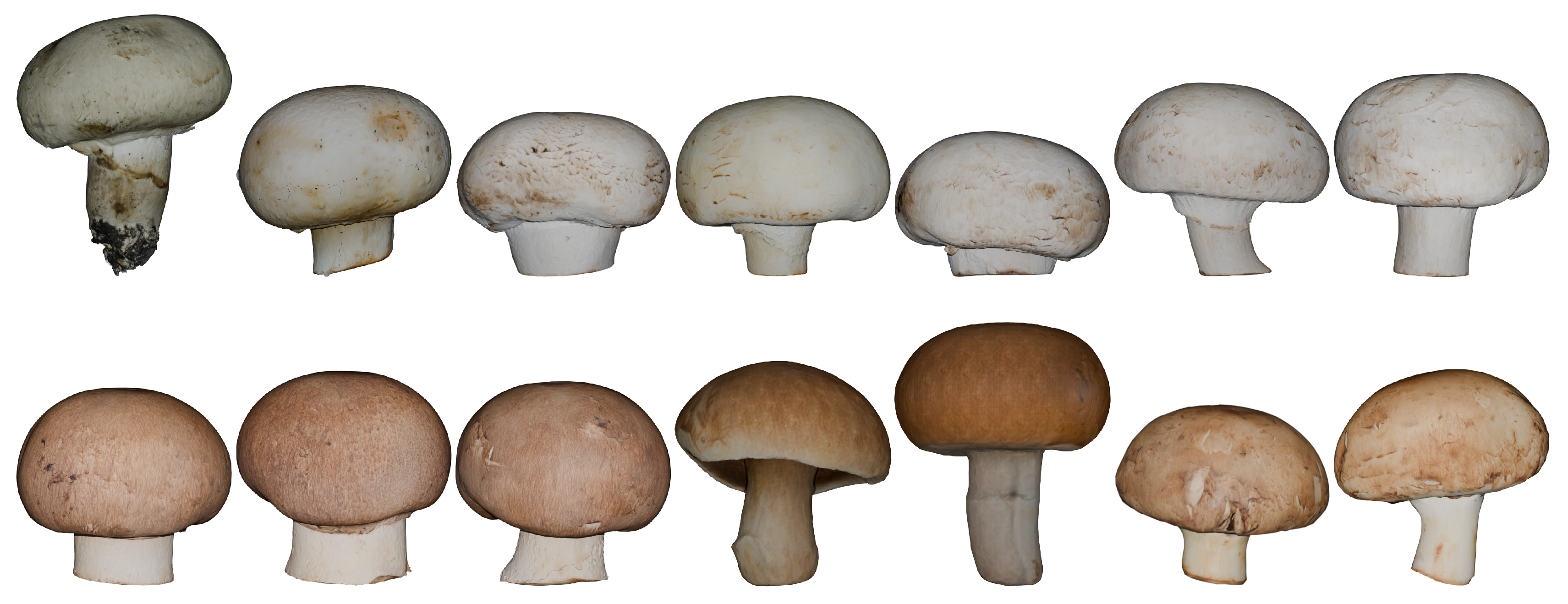 Preprints 147830 g002