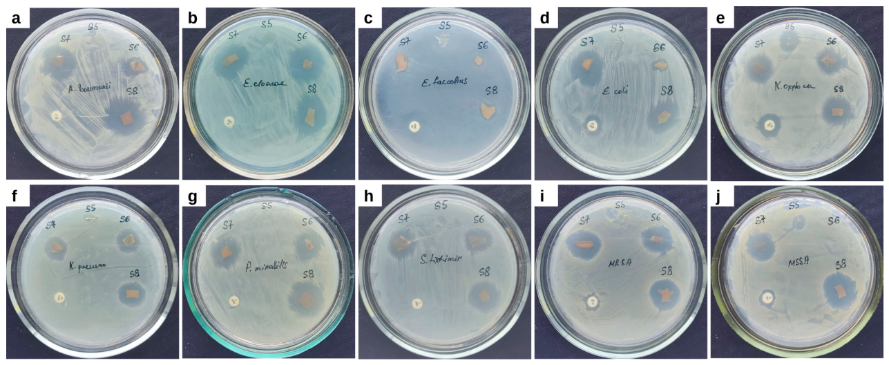 Preprints 234543 g008