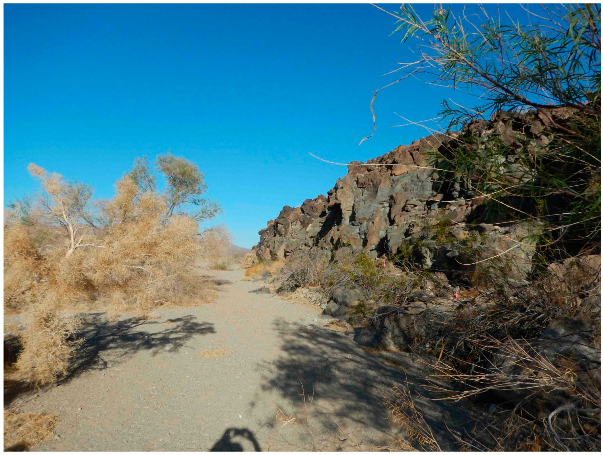 Preprints 145485 g003