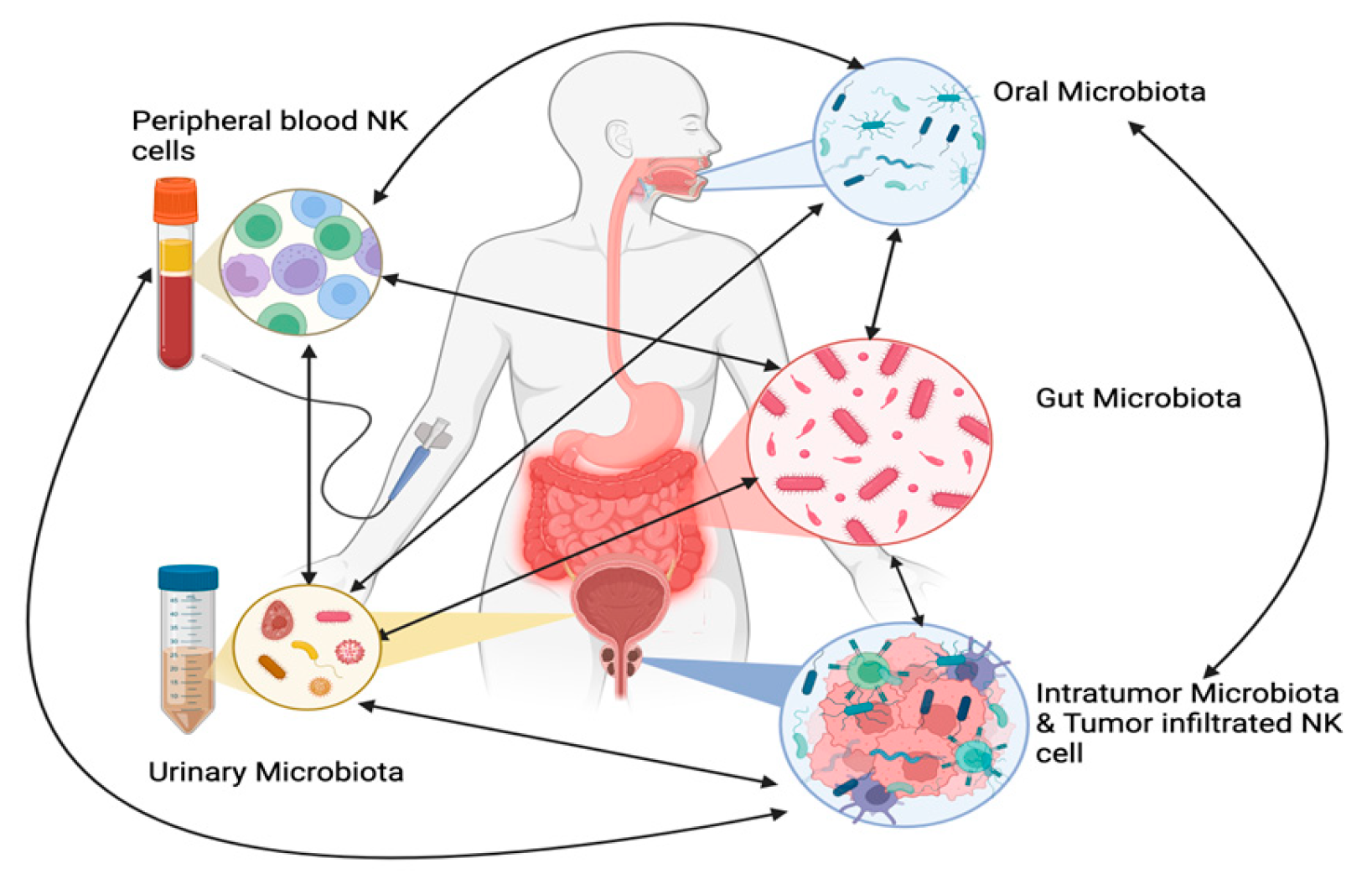 Preprints 146080 g001