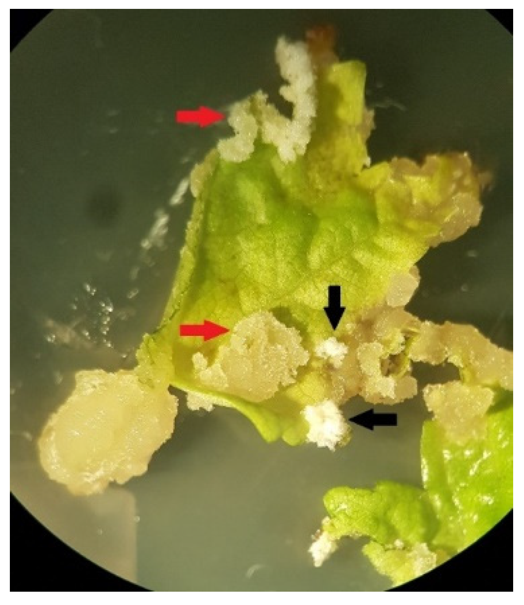 Preprints 71578 g003