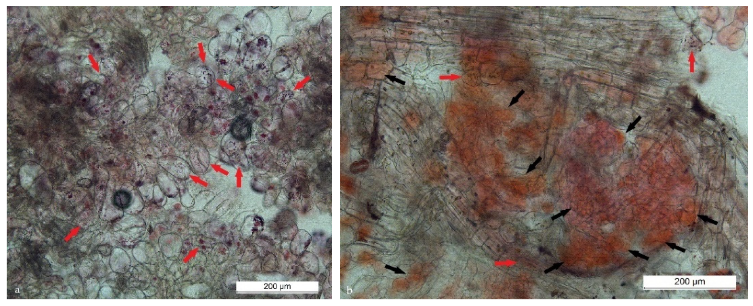 Preprints 71578 g006