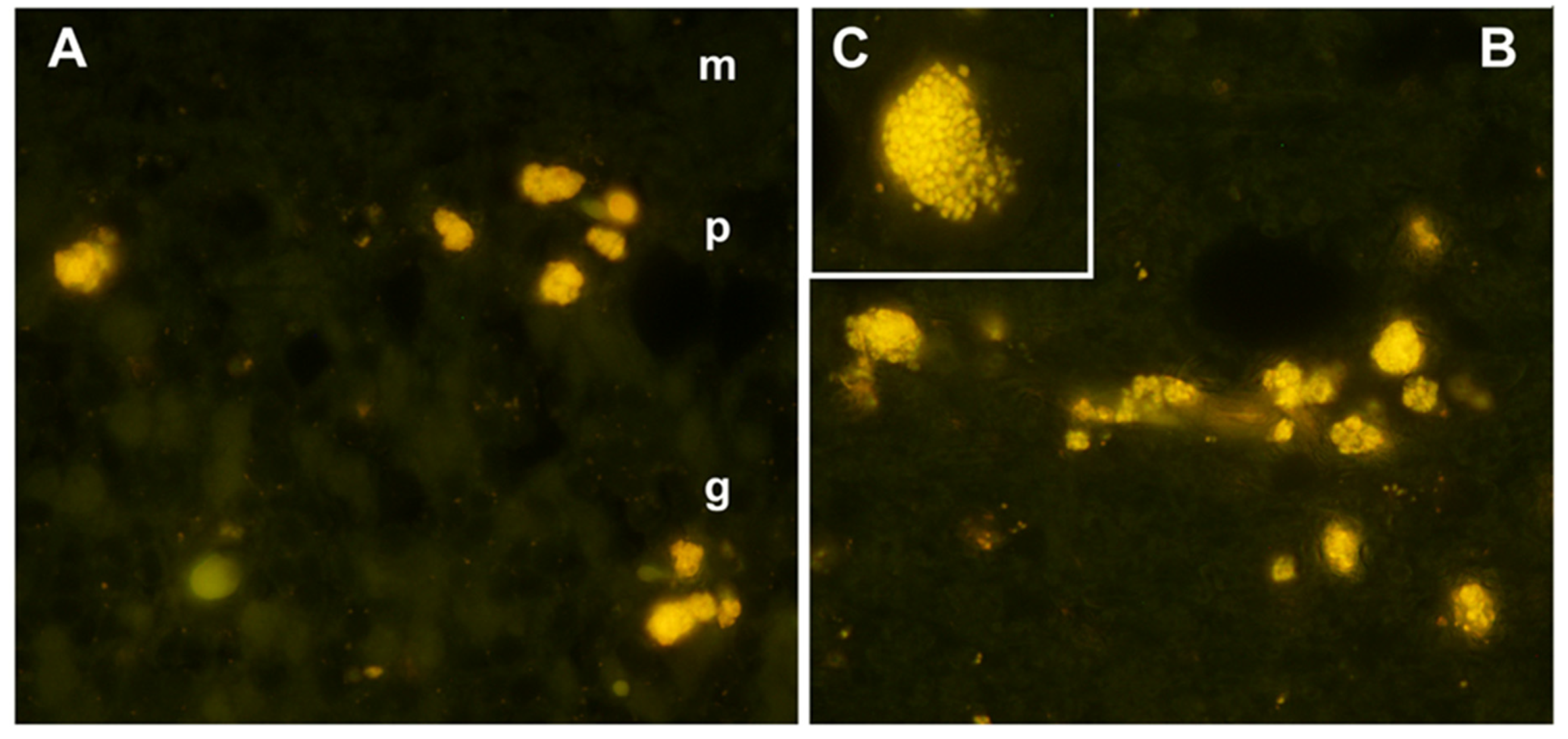 Preprints 97413 g002
