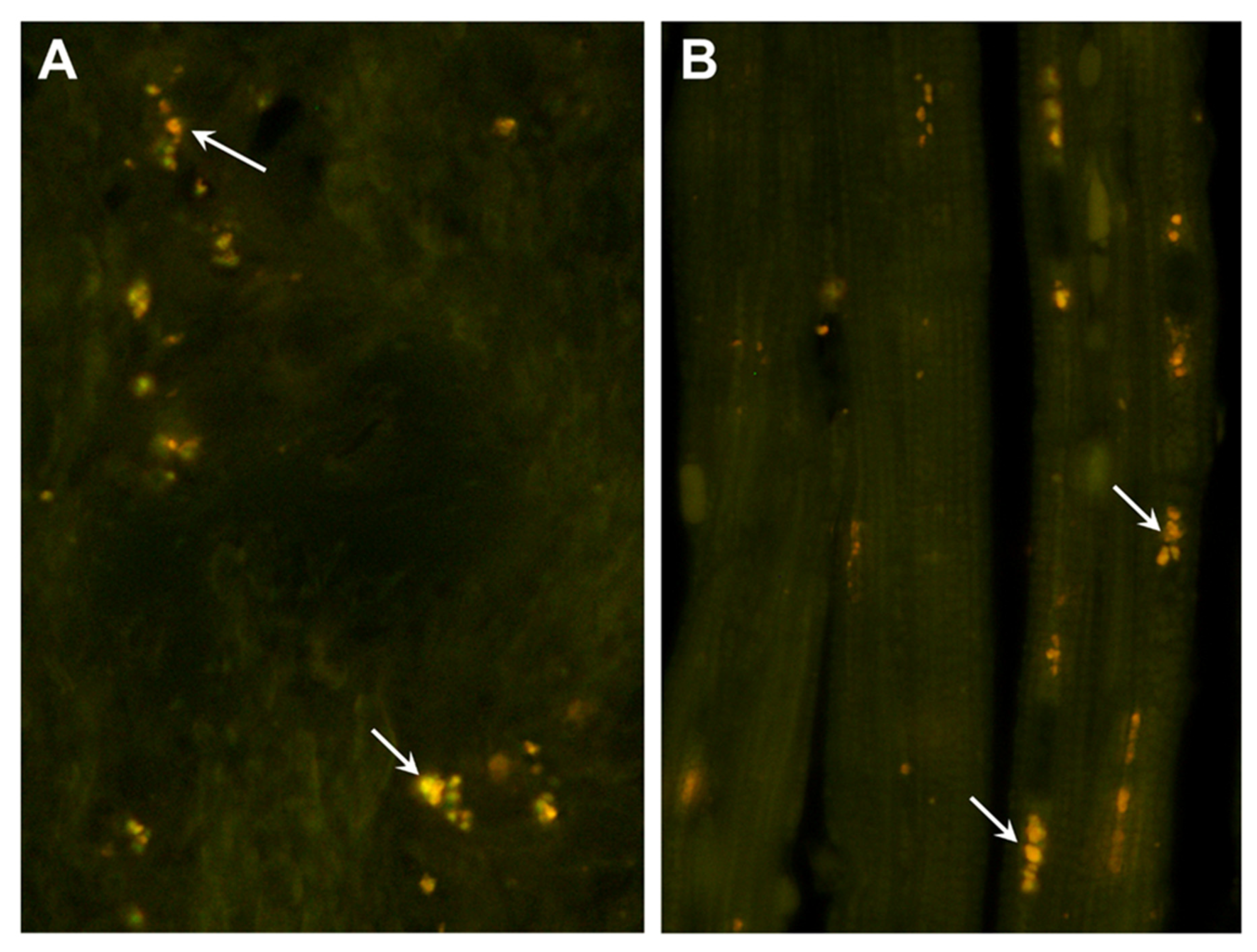 Preprints 97413 g003