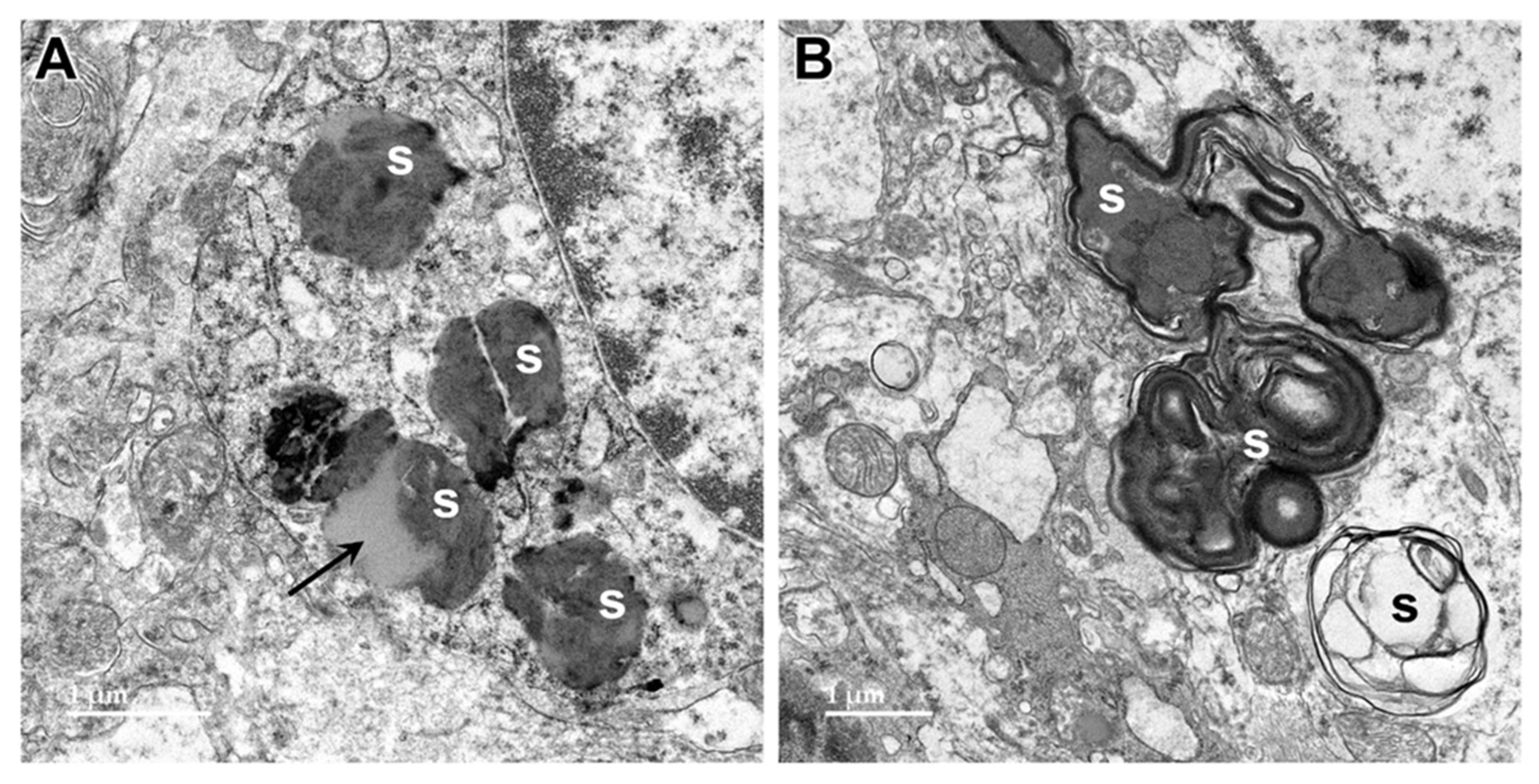 Preprints 97413 g004