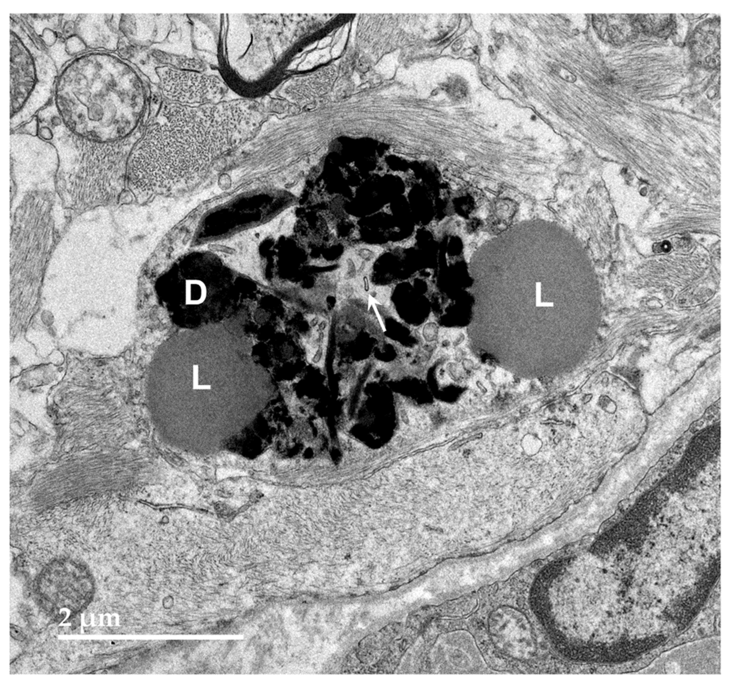Preprints 97413 g008