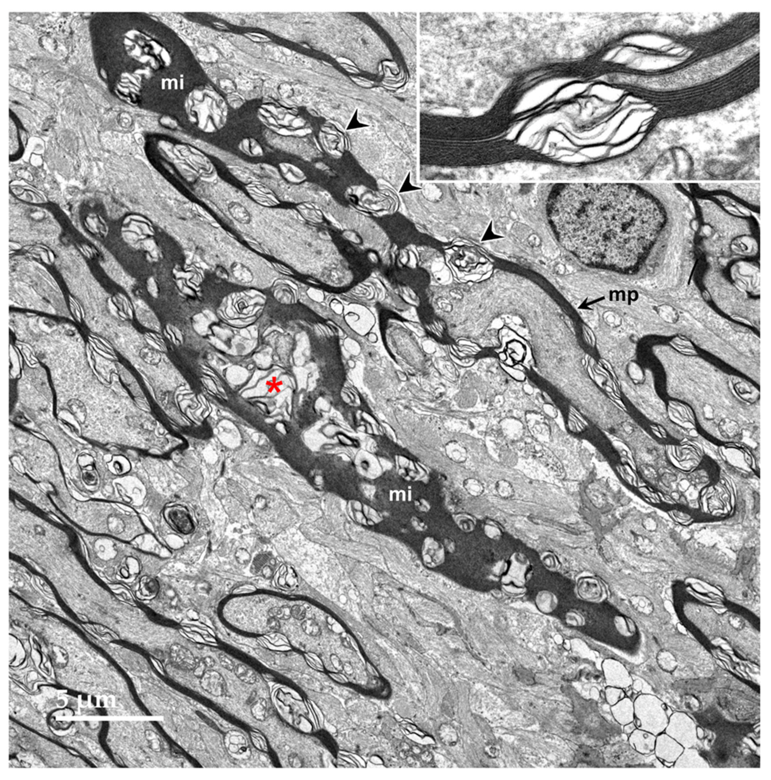 Preprints 97413 g011