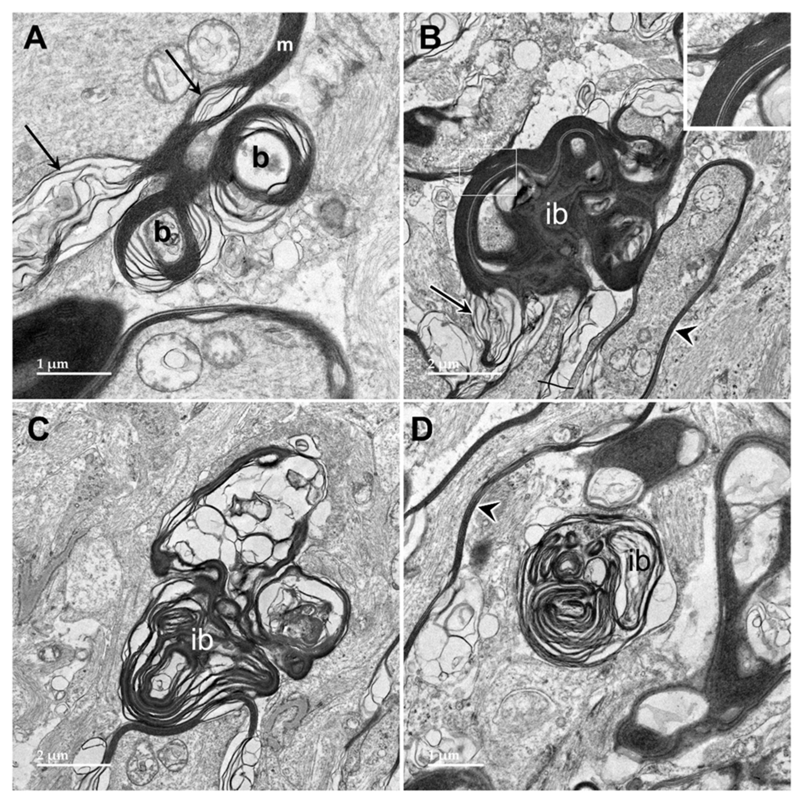 Preprints 97413 g012