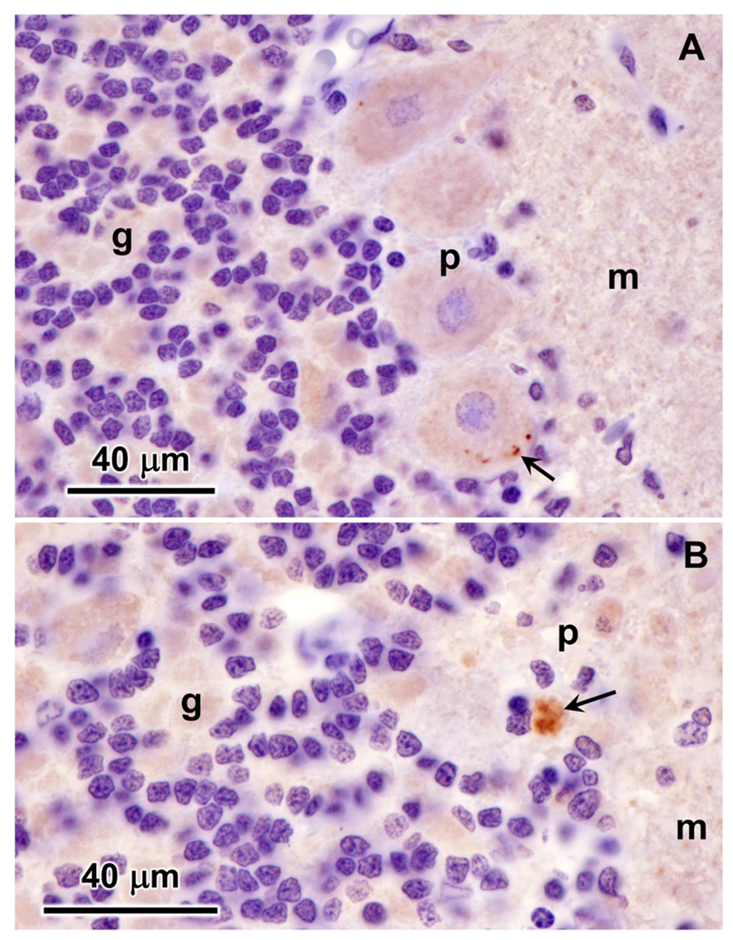 Preprints 97413 g019