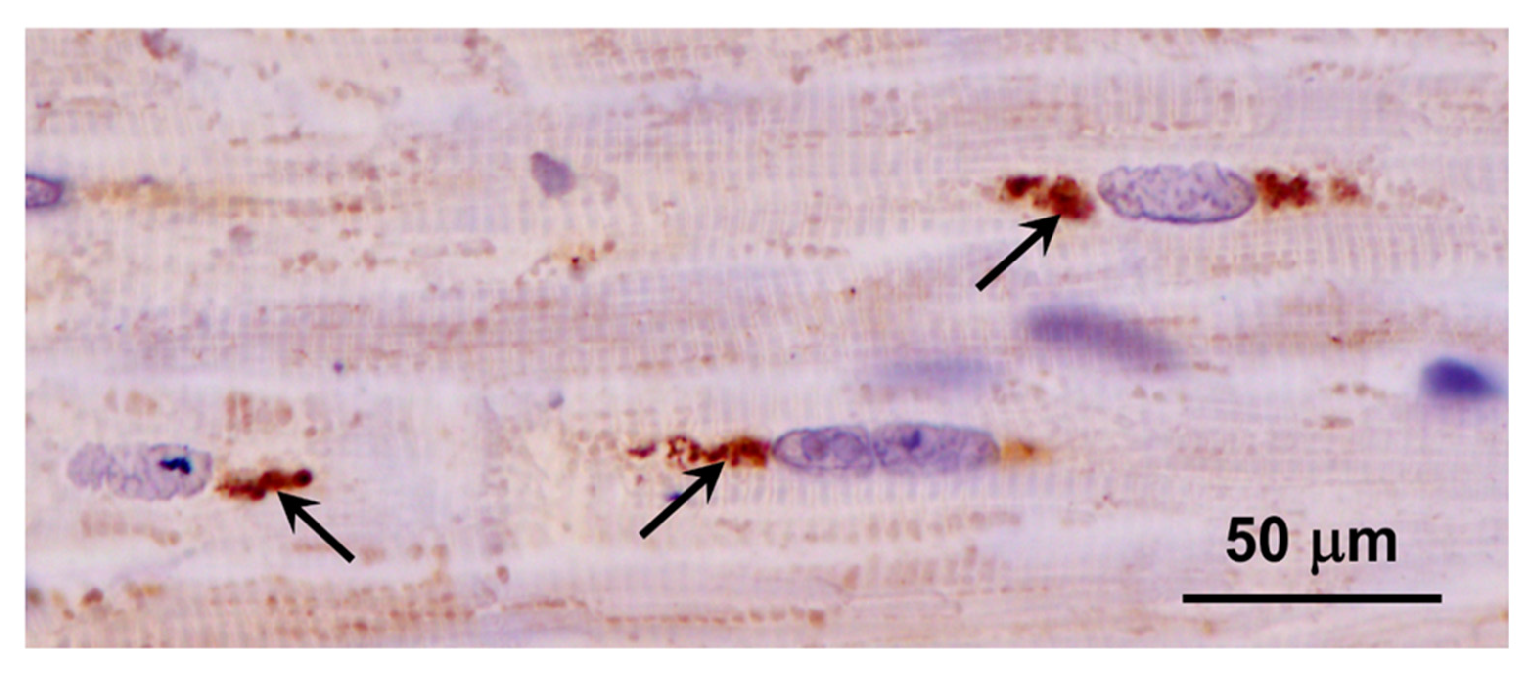 Preprints 97413 g020