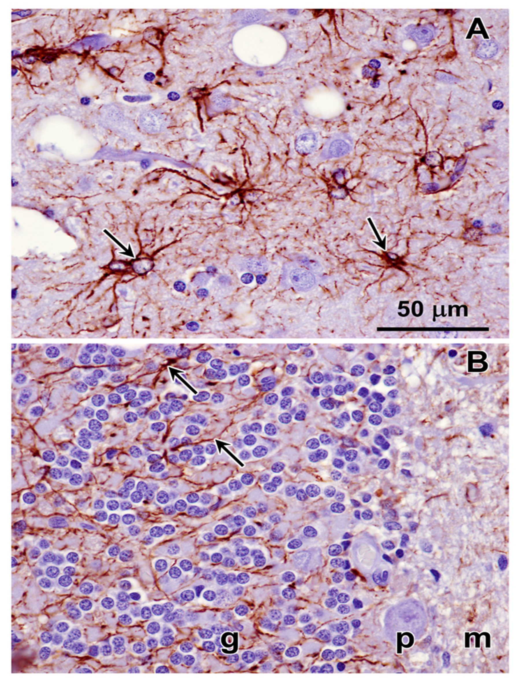 Preprints 97413 g021