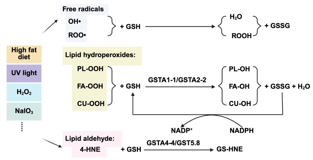 Preprints 229714 g008 Preprints 229714 g008