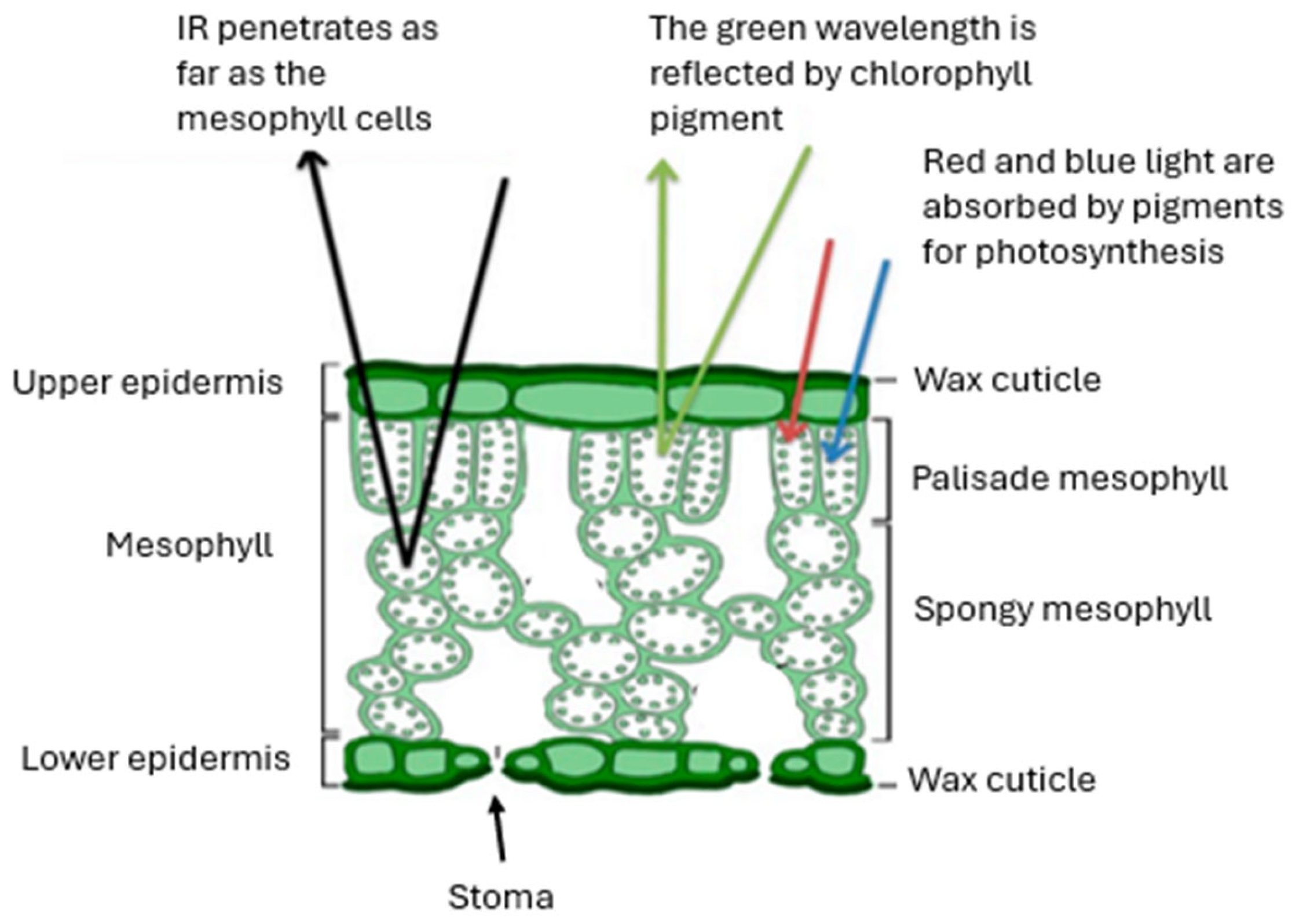 Preprints 151279 g001