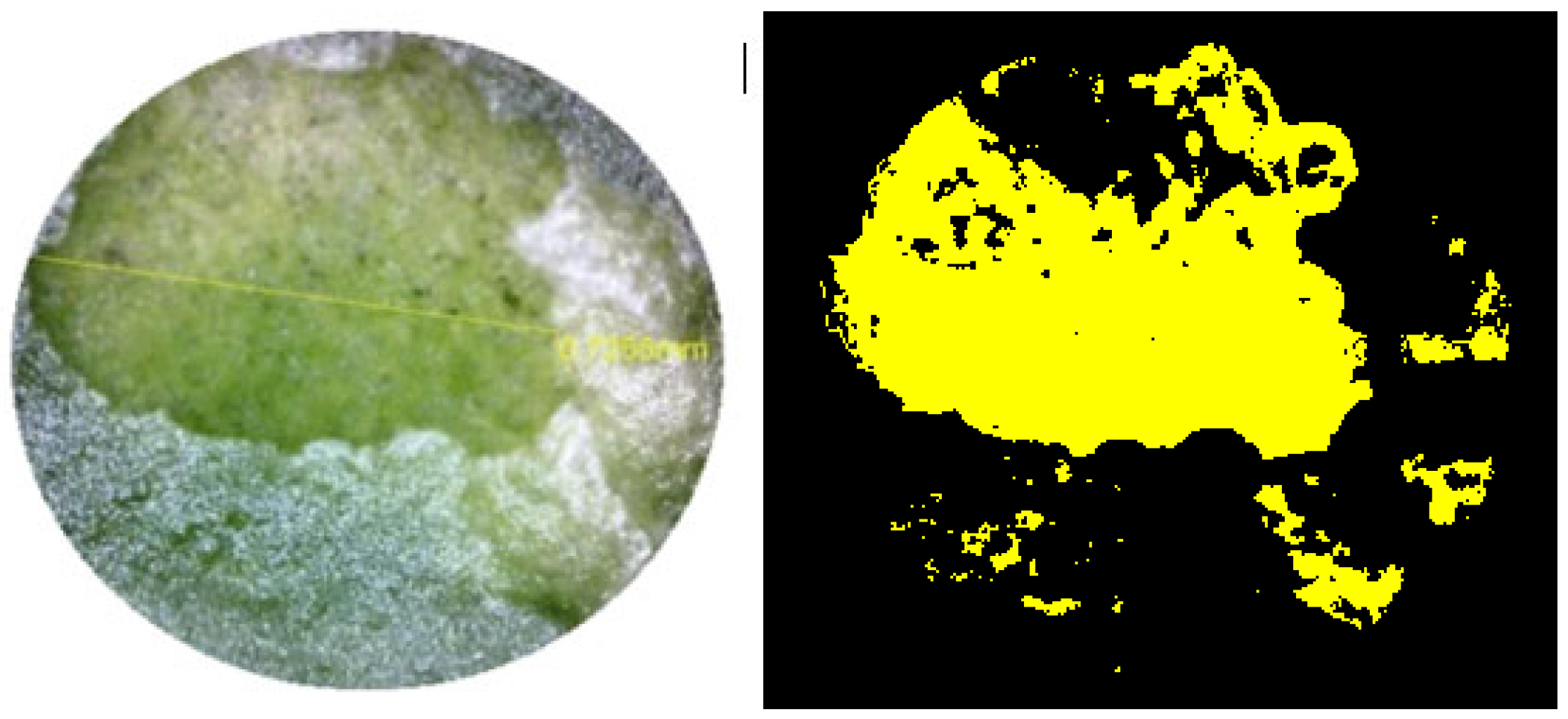 Preprints 151279 g005
